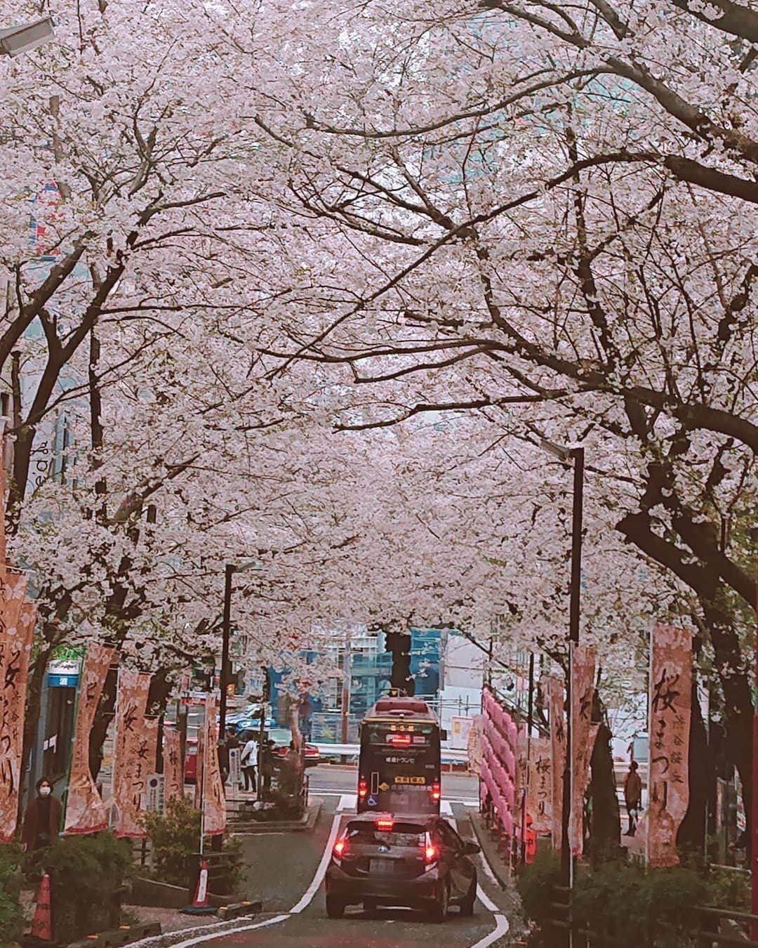 大黒摩季さんのインスタグラム写真 - (大黒摩季Instagram)「ずっとずっとお部屋にいる、ママに見せたくて🌸あなたにも見せたくて💕今日も #車窓から #満開 の #桜 #sakura #東京 #tokyo #japan #MyLoveAndPeaceWithYou」3月28日 16時32分 - makiohguro