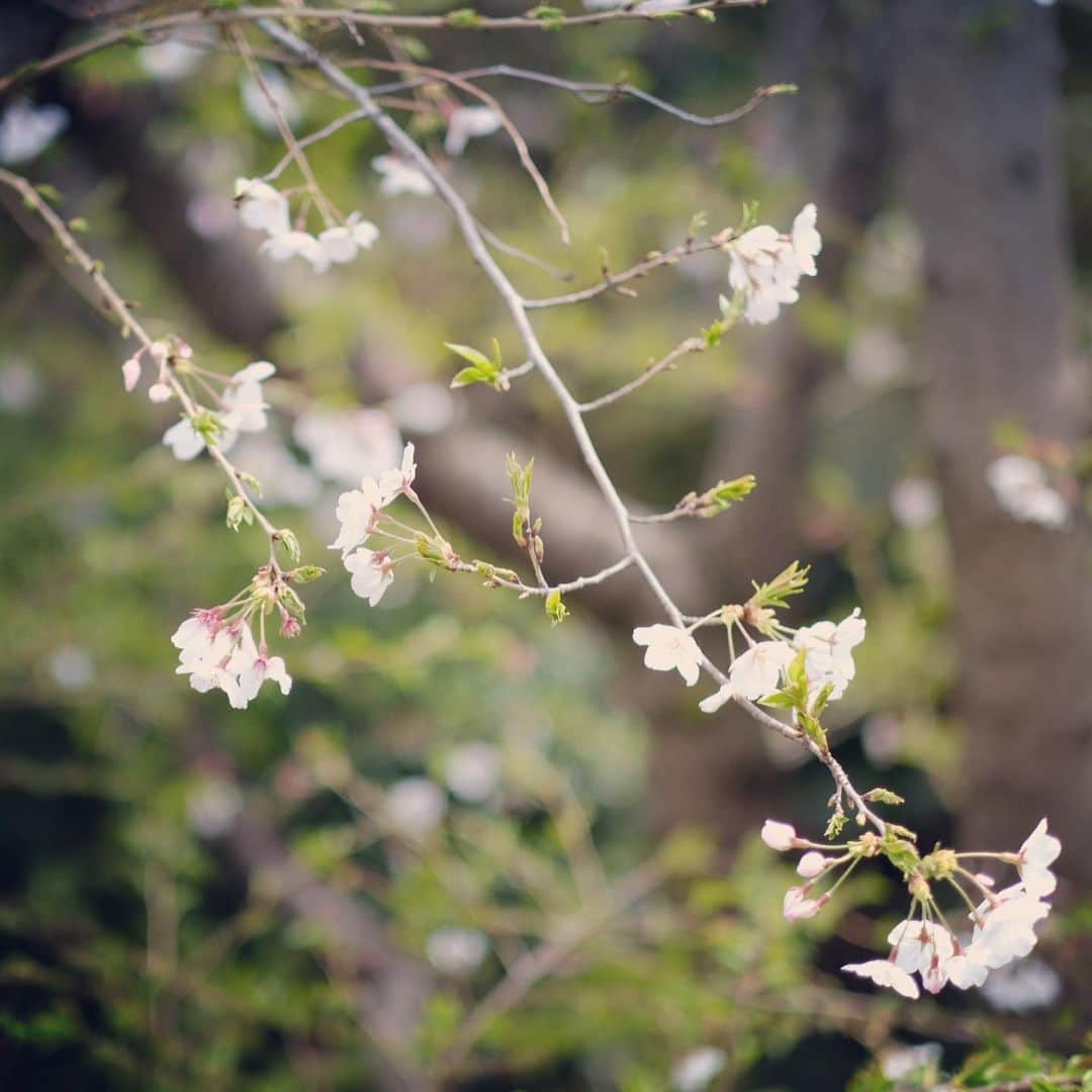 佐野史郎さんのインスタグラム写真 - (佐野史郎Instagram)「雨に桜 こんな日は読書📖」3月28日 16時35分 - sanovabitch