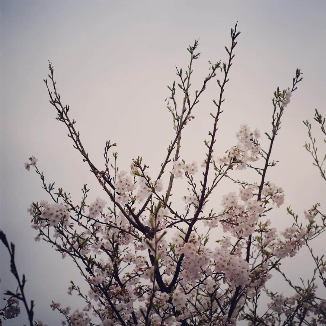 佐野史郎さんのインスタグラム写真 - (佐野史郎Instagram)「雨に桜 こんな日は読書📖」3月28日 16時35分 - sanovabitch