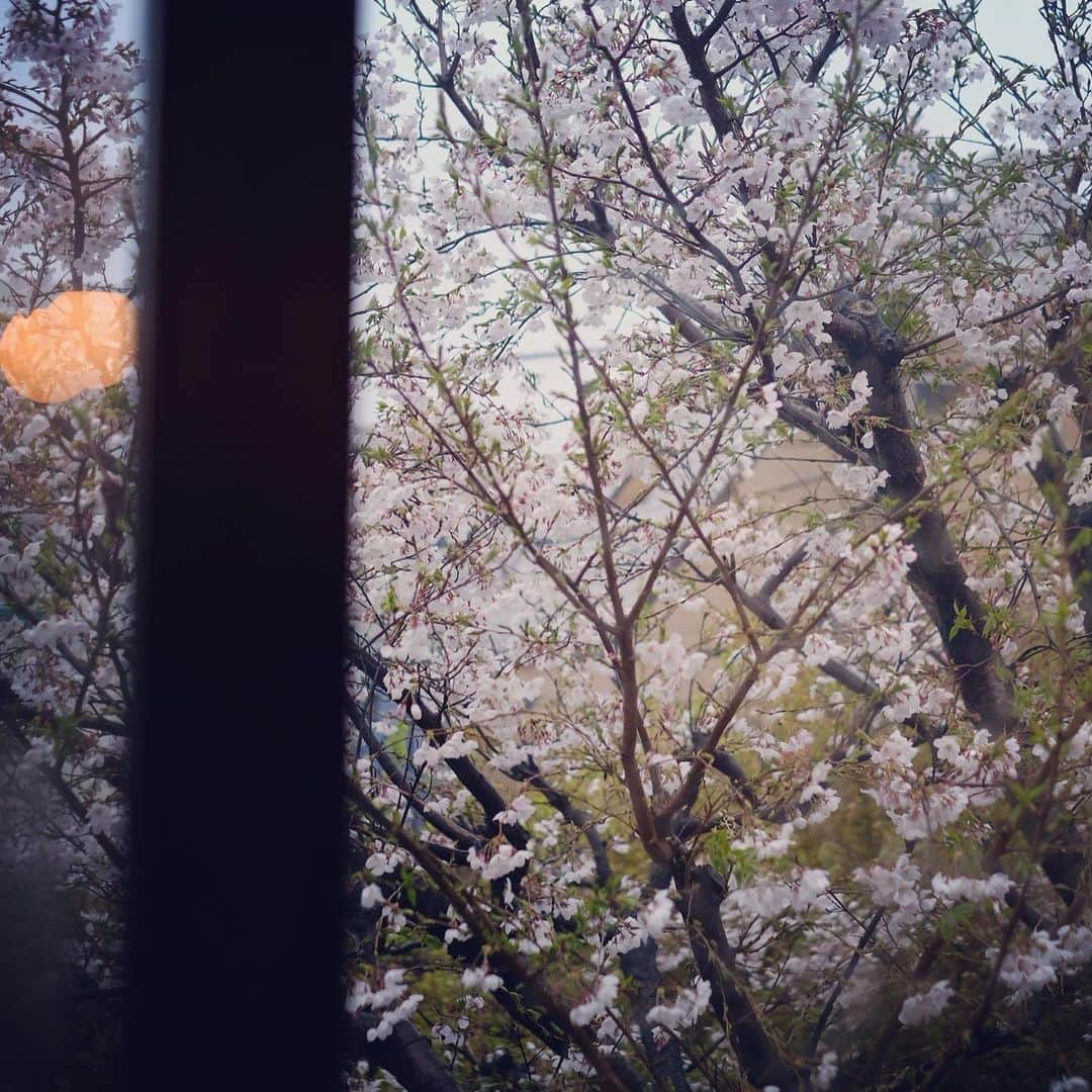 佐野史郎のインスタグラム：「雨に桜 こんな日は読書📖」