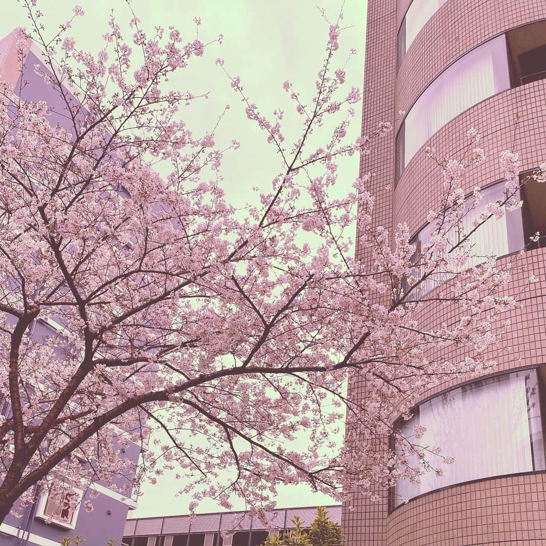 Saschaさんのインスタグラム写真 - (SaschaInstagram)「#桜 2020.3.28 #cherryblossom #tokyo #japan #spring #beautifulnature #春 #日本 #東京 #サッシャ #sascha  外出自粛なので #ズムサタ 帰りのタクシー車内からの一枚」3月28日 16時41分 - sascha348