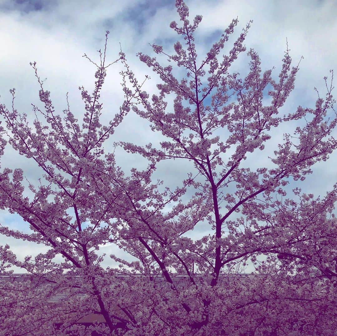 吉山りささんのインスタグラム写真 - (吉山りさInstagram)「撮影が終わると 桜が見送ってくれました🌸 ✨ 🌸 ✨  そして 買い物行ったら コロナでやってませんでした😂 🥶 🥶 🥶  なんとか卵だけは買えました☺️ ニワトリよありがとう🐔💕 ✨ ✨ 🥚 ✨ ✨ #🌸 #桜 #写真 で #お花見 #sakura  #cherryblossom #flower #花 #生きてる #ピンク #しだれ桜 大好き🥰 #夜桜 も大好き #夜桜ライトアップ 見に行きたかったなぁ #寒いの苦手 もう桜は今日で終わりかなー 明日 #雨 #雪 予報の #東京 #tokyo #photo #photography #頭痛い  #薄紫 のライトアップされた夜桜綺麗 今日は温かかった 明日は #極寒 やめて〜😭😭😭 #桜舞う #japan #コロナに負けない #japaneseculture #😊🌸🍡 お花見は5分歩くくらいで丁度いい💗 屋台の焼きそば食べたくなる😍 #出店 流石にでてなかった #スーパー ほぼ食料なかった😩 明日寒そうだから鍋食べたい🍲」3月28日 17時06分 - oreorerisa