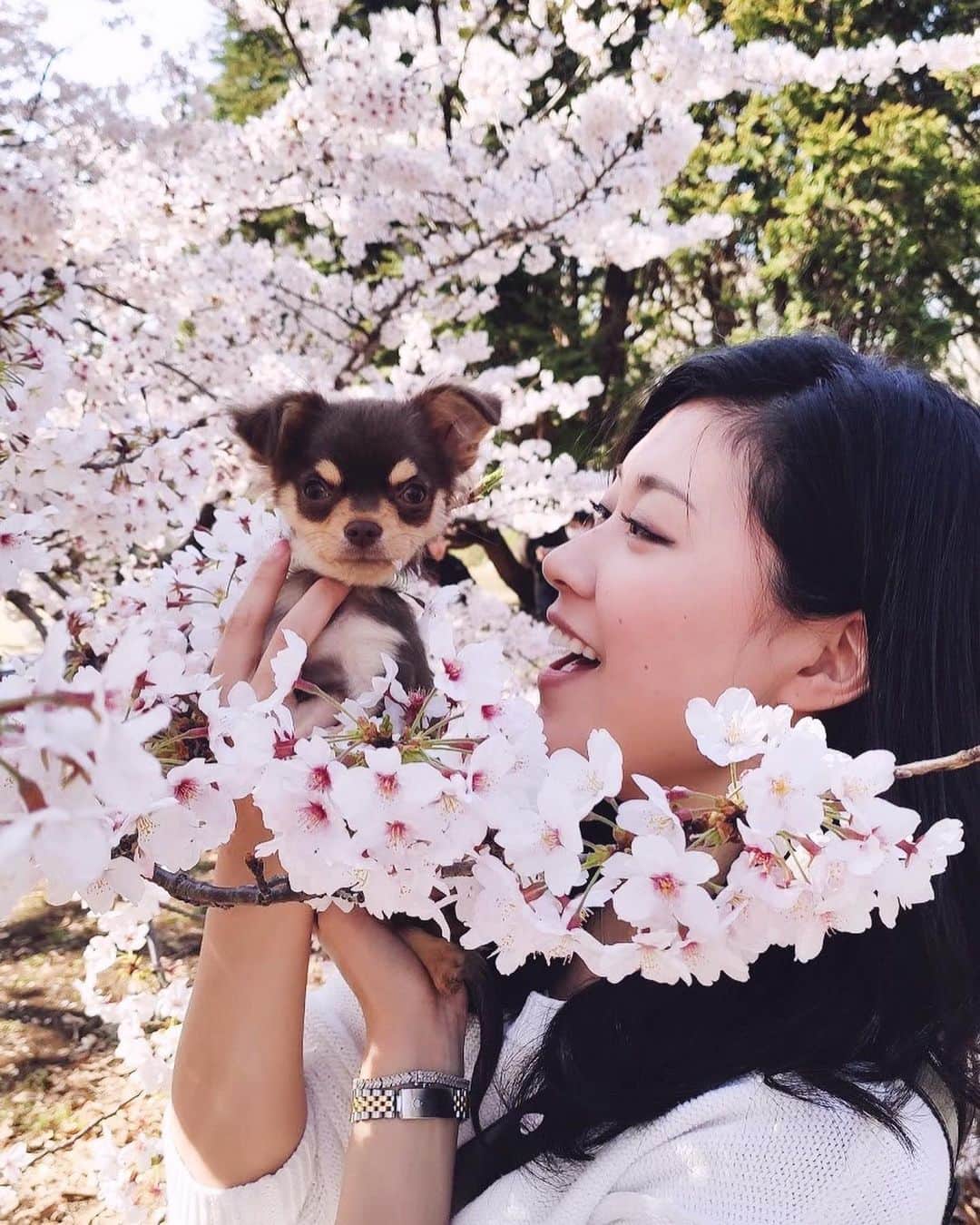 Rina Itagakiさんのインスタグラム写真 - (Rina ItagakiInstagram)「Hello spring🌸 ニコちゃんのお散歩デビュー💗 * 外の世界に興味津々だから思いっきり遊ばせてあげたいけど、時期も時期なので控えめに🥺週末はゆっくりお家で過ごします🐾 #チワワ #パピー #4ヶ月 #犬のいる暮らし #ロングコートチワワ #チョコタン #dogsofinstagram」3月28日 17時03分 - rinakoitagaki