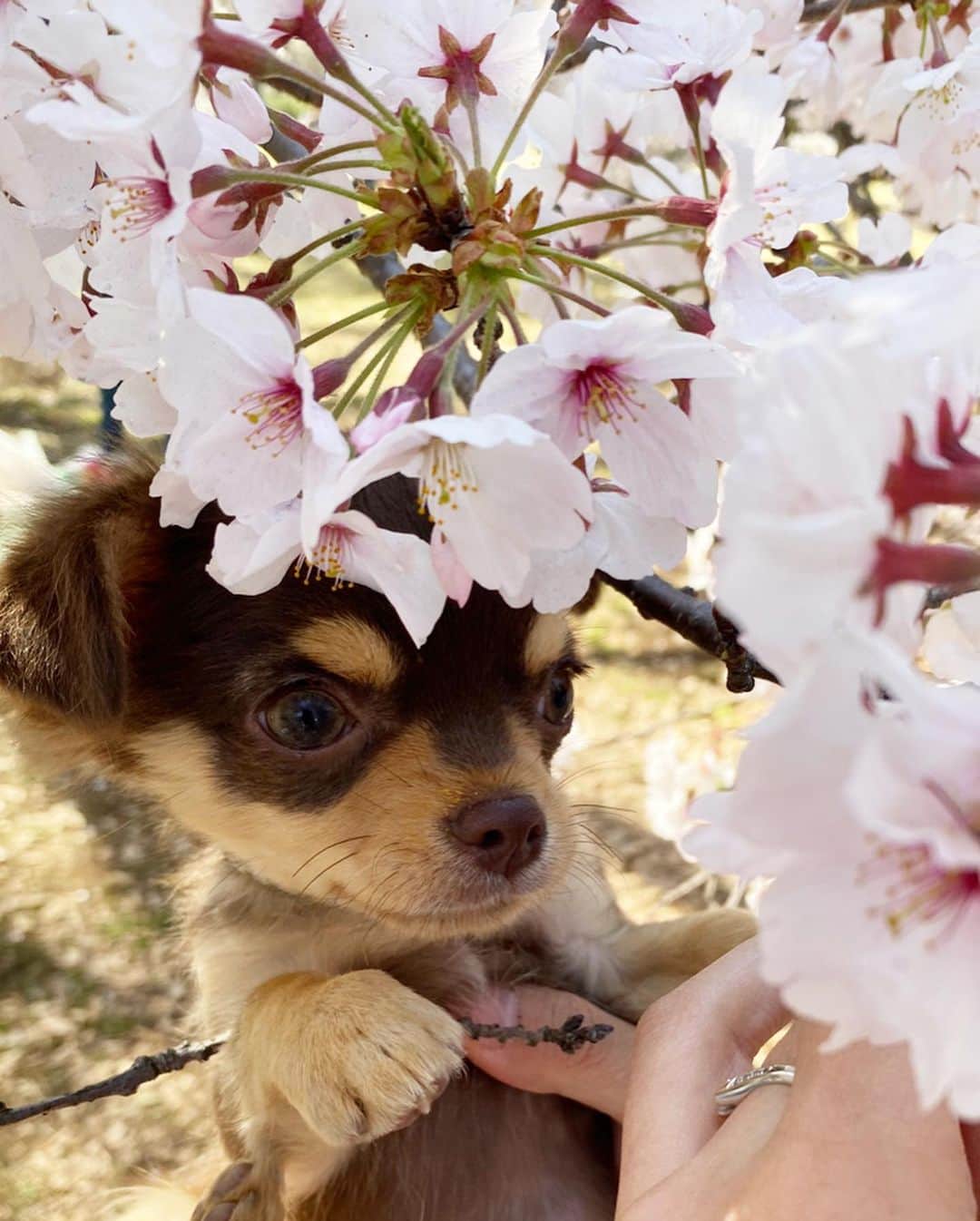 Rina Itagakiさんのインスタグラム写真 - (Rina ItagakiInstagram)「Hello spring🌸 ニコちゃんのお散歩デビュー💗 * 外の世界に興味津々だから思いっきり遊ばせてあげたいけど、時期も時期なので控えめに🥺週末はゆっくりお家で過ごします🐾 #チワワ #パピー #4ヶ月 #犬のいる暮らし #ロングコートチワワ #チョコタン #dogsofinstagram」3月28日 17時03分 - rinakoitagaki