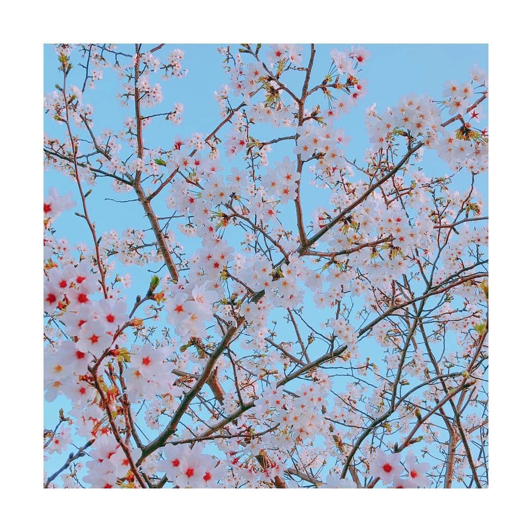 佐々木瞳さんのインスタグラム写真 - (佐々木瞳Instagram)「【🏡🌸】 ・ 先日散歩中に撮った桜🌸 この週末は、外出自粛しててゆっくり桜を観られませんが、 久しぶりにお家でゆっくりまったり過ごしています☺️🌸 ・ 少しでも早く普通の日常に戻れますように。 ・ 皆は、どんなふうに過ごしているのかな🤔😳 #桜 #さくら #春 #花好きな人と繋がりたい #花好き #桜好き #桜好きな人と繋がりたい #flower #お散歩」3月28日 17時15分 - hitomihappygirl1026