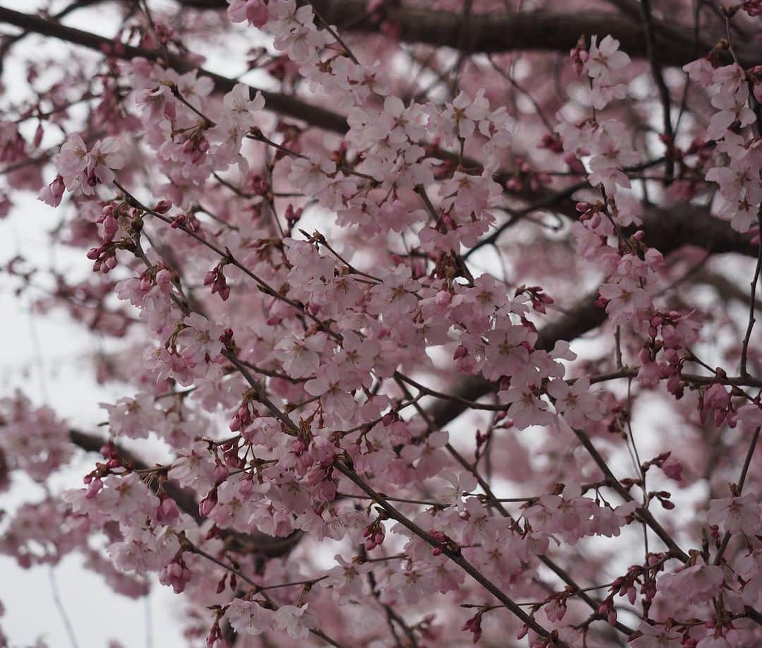 yukiyoさんのインスタグラム写真 - (yukiyoInstagram)「2020.3.28* ・ ＊今日のだし活＊ ・ だし活？ ・ ・ お天気はイマイチだし なんだかんだ予定があり山にも行けないし 色々自粛で世間は花見の雰囲気じゃないし ・ って事で 近所の桜 ・ …の写真を見ながら だし蔵さんの桜の飲むお出汁 桜の花を浮かべて ・ 「い た だ き ま す」 ・ ・ ・ ・ #桜 #エア花見 #インドア花見 ・ ・ #ちなみにこのお出汁に浮かべた桜の花すごく美味しい #気のせいかも知れないけど梅っぽい味 ・ #大量にごはんに乗っけて食べたくなる ・ ・ #暮らし #だし活  #IGersJP #だし蔵  #無添加だし #だしパック #dashicup #だしカップ #だし茶漬け #関西限定 #大阪限定」3月28日 17時23分 - quiestla7