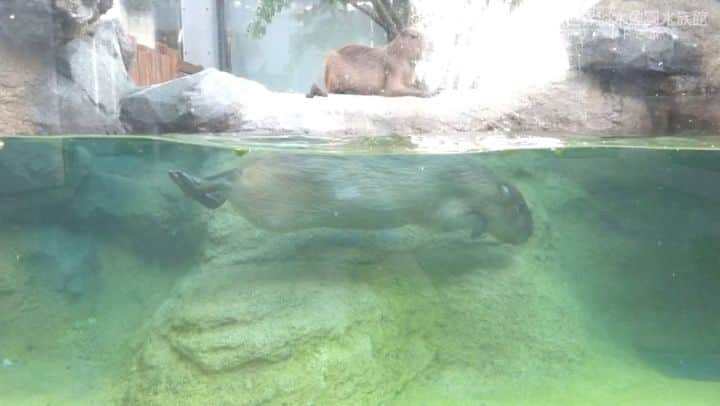 世界淡水魚園水族館 アクア・トト ぎふのインスタグラム：「暖かくなってきて、カピバラたちもプールを楽しんでいる様子。  元気いっぱいです！  #アクアトト #アクアトトぎふ #アクアト#水族館＃aquarium#カピバラ #capybara #hydrochoerushydrochaeris」