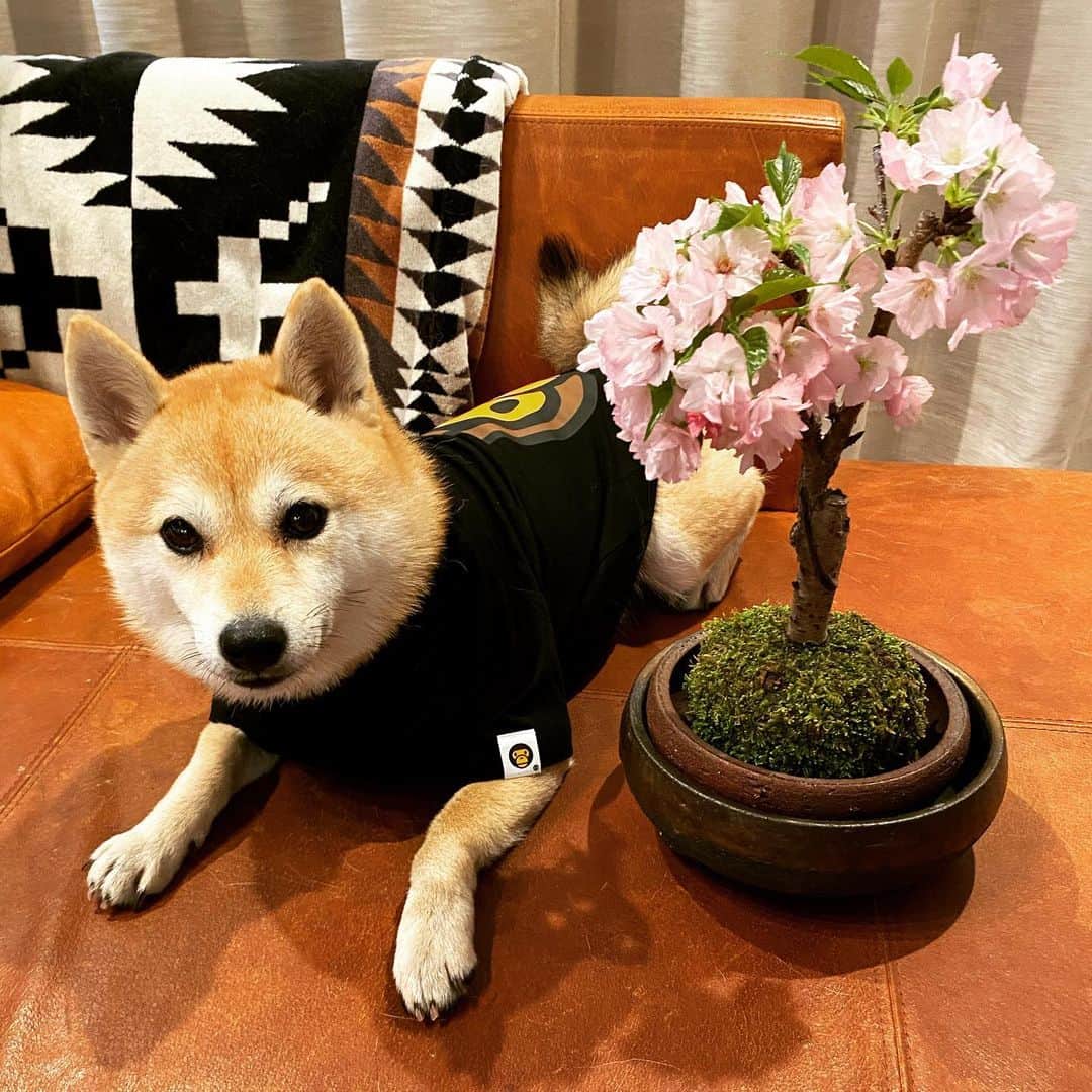アブのインスタグラム：「家花見の為に育ててた桜が、見事咲いてくれました！育てるの大変だって聞いてたけど、綺麗に咲いてくれてよかったー！暫くはこれで家飲みを楽しむぞー！！　#旭山桜 #dog #お花見 #柴犬 #シバチャ #桜 #犬」