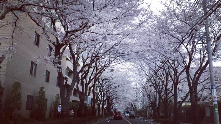 のインスタグラム：「地元の近くで一番キレイな桜のトンネル。今年は楽しくお花見ってモードじゃないけど綺麗なものは綺麗だ。自然は変わらず美しい。 #桜 #cherryblossom #spring #西東京 #三鷹 #beautifulnature #beautifulview」