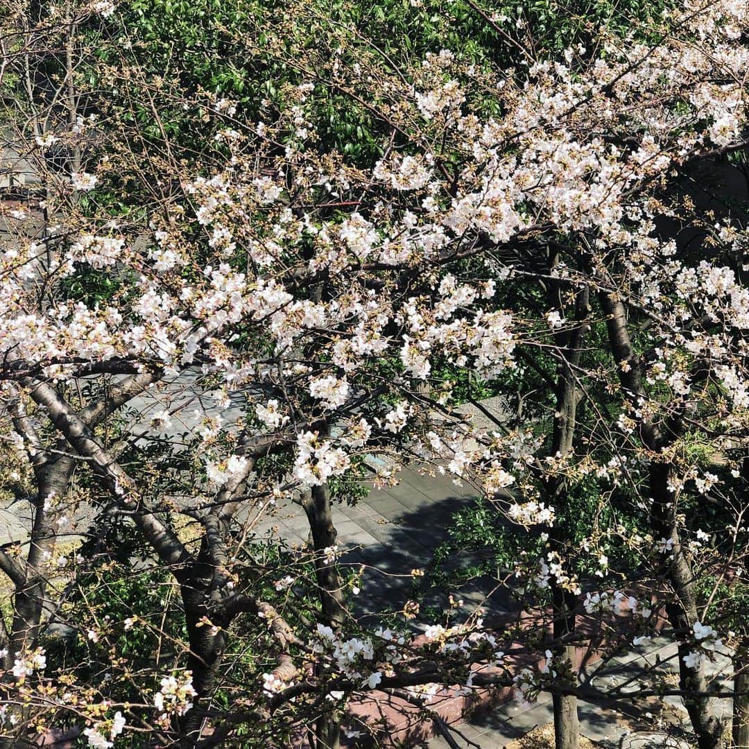 岡田育さんのインスタグラム写真 - (岡田育Instagram)「🌸🏃🏻🌸 Keeping the distance. 3月下旬にここまで咲くとは！ ゆっくり見る暇なかったなぁ。 . #cherryblossoms #sakura #さくら #桜 #springhascome」3月28日 17時58分 - okadaic