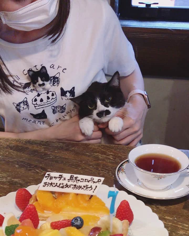 もじゃころのインスタグラム：「今日は祝日㊗️ チョッチュ具志コロペッペ7歳のお誕生日🎉🎉🎉おめでとーペッペェ〜〜〜🤩👏👏👏 小さい頃も信じられないほど可愛かったけど、今はもっともっとかわいいよ🥰大好きだよーーー❤ ギネスの長寿記録を塗り替えて、チョッチュ具志コロペッペという名を世界に轟かせてくれ！！ 今年の”7”のロウソクは、17歳と27歳と37歳のときのために大事に取っておくね😉  毎年同じ服装で祝ってるw  #チョッチュ具志コロペッペ  #あいちゃんの膝の上  #誕生日 #hbd🎂 #キルフェボン」