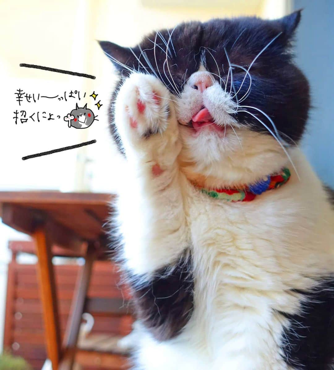なっつ。さんのインスタグラム写真 - (なっつ。Instagram)「🐼♥️ おぷぃちゃん招き猫さん♥️ * この写真ほんと お気に入り写真で 見てるだけで幸せな気持ちになるの🙌 #招き猫 #luckycat ・ ・ ・」3月28日 18時12分 - punipopo
