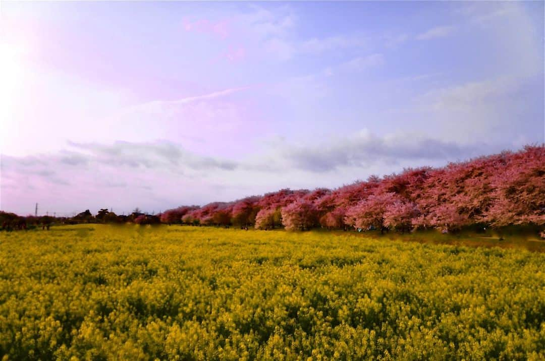 Yota Towatariのインスタグラム：「春なのに、春が恋しい。  #photooftheday #photo #photography #beautiful #beautifulphoto #cherryblossom #rapeblossoms #sky #cloud #spring #springview #satte #saitama #japan」