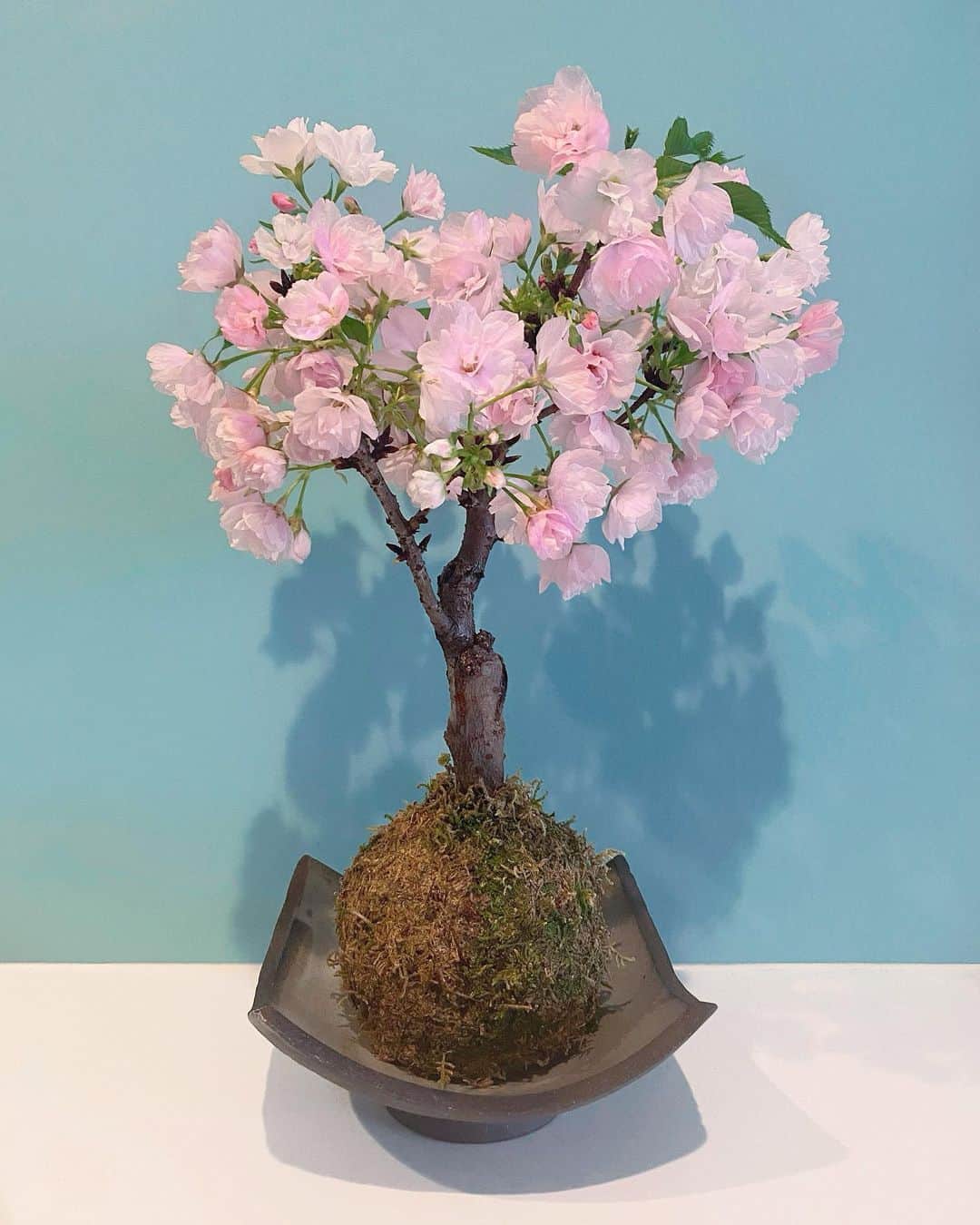スミス楓のインスタグラム：「#stayhome 🤍﻿ ﻿ 旭山桜 綺麗に咲きました🤲🏻﻿ おうちでお花見☺︎﻿ ﻿ ゆっくり過ごそう☁️」