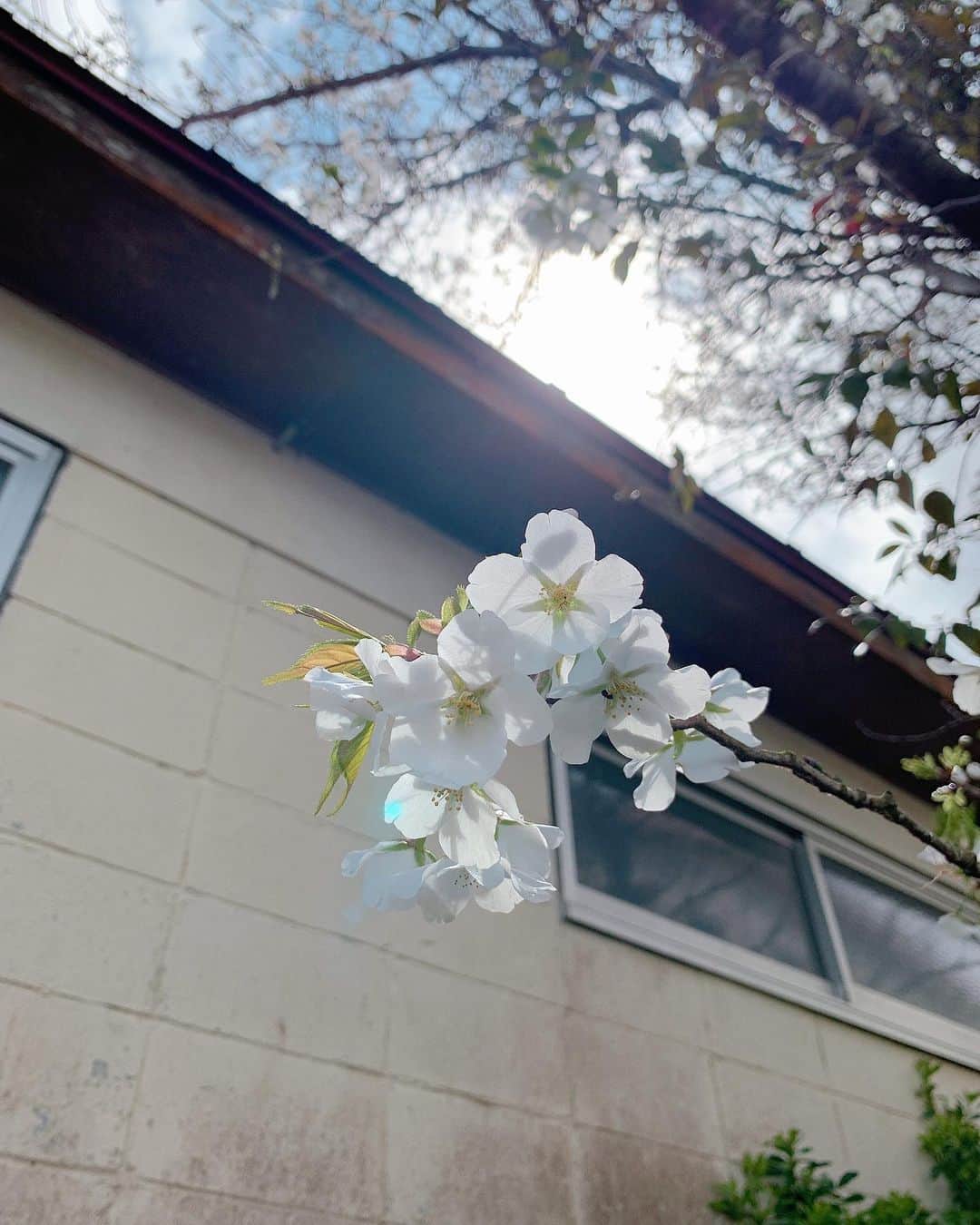 白間美瑠さんのインスタグラム写真 - (白間美瑠Instagram)「綺麗なお花達だぁ☺️☺️ いい天気だったなー！！」3月28日 18時46分 - shiro36run