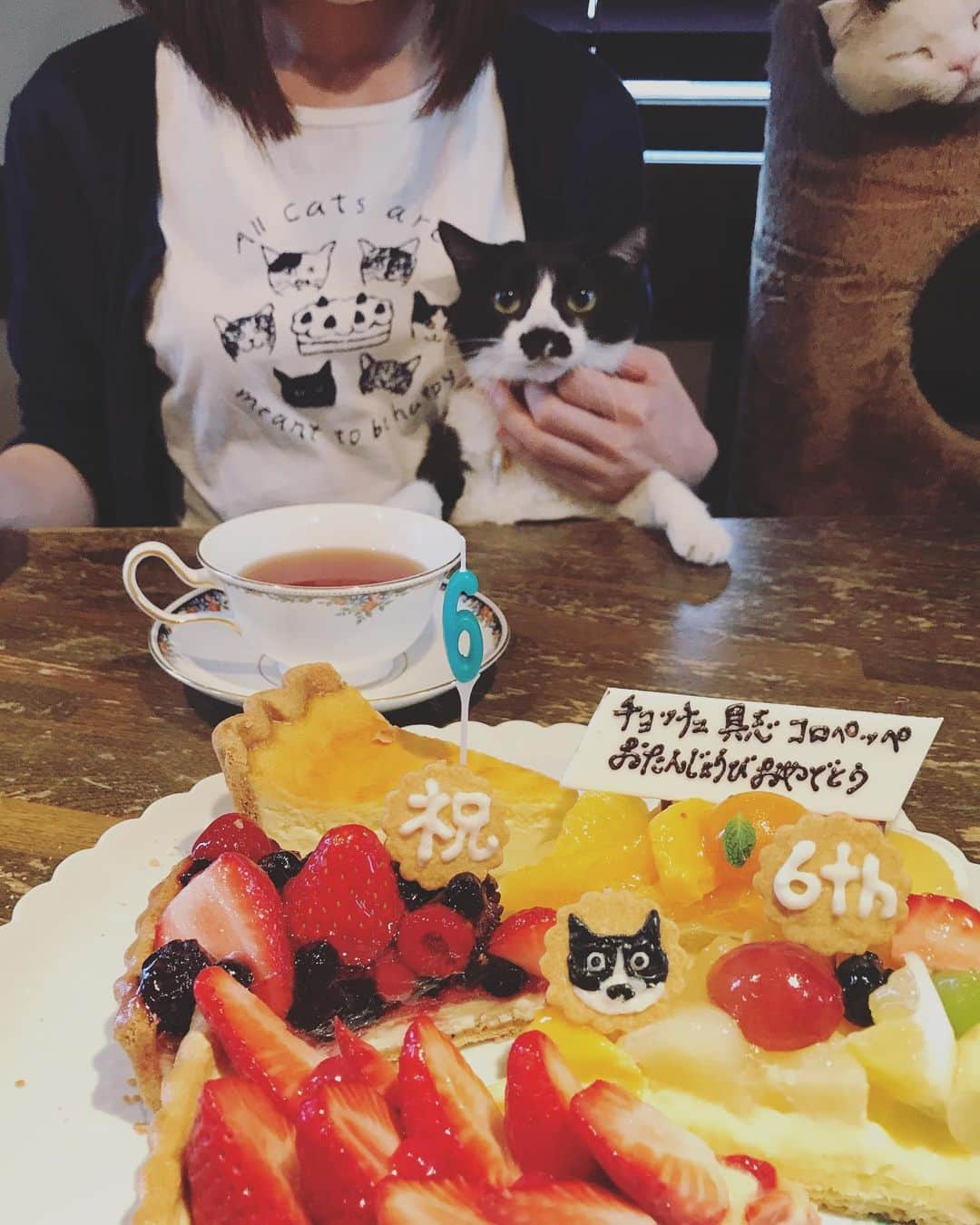 もじゃころさんのインスタグラム写真 - (もじゃころInstagram)「2018年以降誕生日の正装はこれって決まってます！ #catsissue さんと #afternoontealiving さんのコラボアイテムのネコチャンバースデーTシャツ😺 今年は @nekosukihentai さんが作ってくれたペッペブローチつけたらパーティーの主役感でてとても良き😂💕💕 今日は夏のような暑さだったので半袖でしたw  #チョッチュ具志コロペッペ  #あいちゃんの膝の上  #誕生日 #hbd🎂 #catsnaptime」3月28日 19時05分 - mojyacoro96