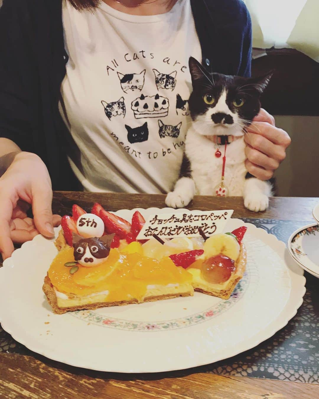 もじゃころさんのインスタグラム写真 - (もじゃころInstagram)「2018年以降誕生日の正装はこれって決まってます！ #catsissue さんと #afternoontealiving さんのコラボアイテムのネコチャンバースデーTシャツ😺 今年は @nekosukihentai さんが作ってくれたペッペブローチつけたらパーティーの主役感でてとても良き😂💕💕 今日は夏のような暑さだったので半袖でしたw  #チョッチュ具志コロペッペ  #あいちゃんの膝の上  #誕生日 #hbd🎂 #catsnaptime」3月28日 19時05分 - mojyacoro96