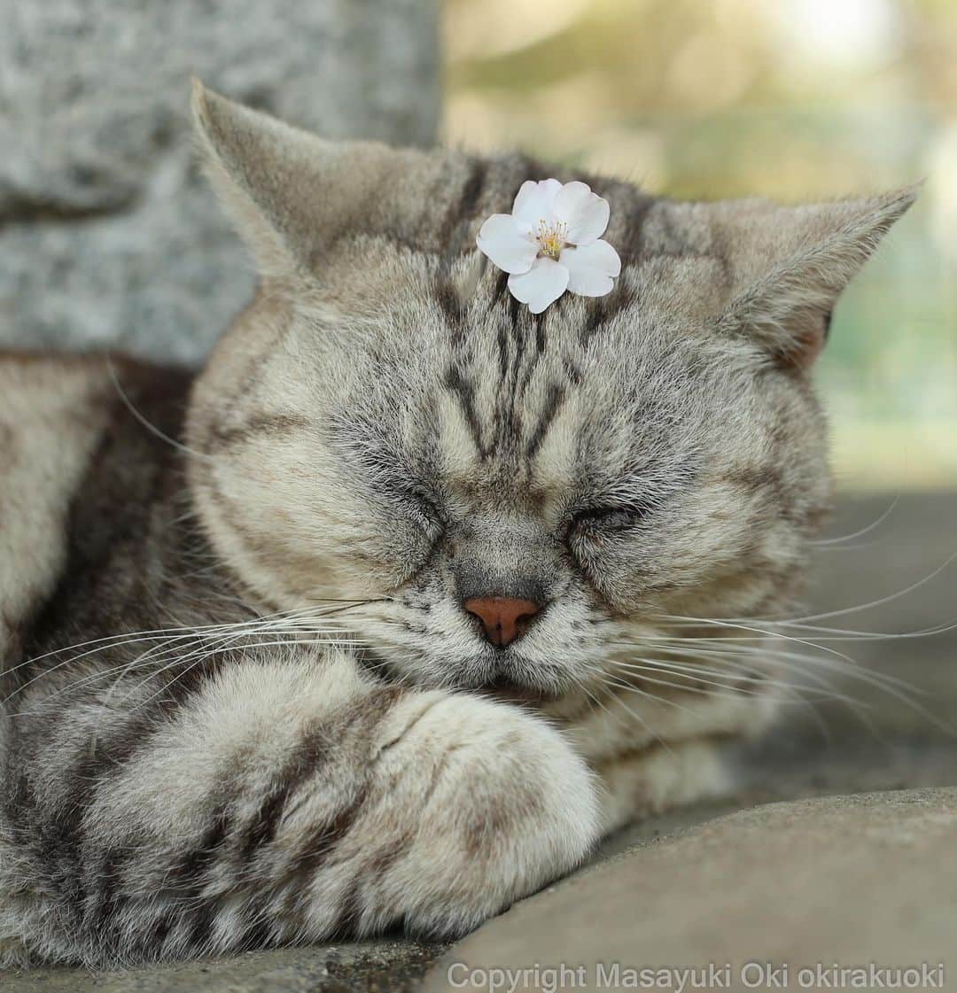 Masayukiさんのインスタグラム写真 - (MasayukiInstagram)「お花見🌸  #cat #ねこ」3月28日 19時14分 - okirakuoki