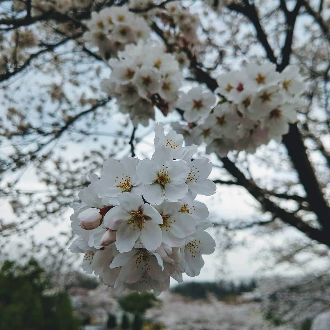 未満警察 ミッドナイトランナー【公式】さんのインスタグラム写真 - (未満警察 ミッドナイトランナー【公式】Instagram)「桜がキレイに咲いていたので撮影の合間に。 #大幡しえり #傳谷英里香 #未満警察 #みんな考えることは一緒」3月28日 19時16分 - mimankeisatsu