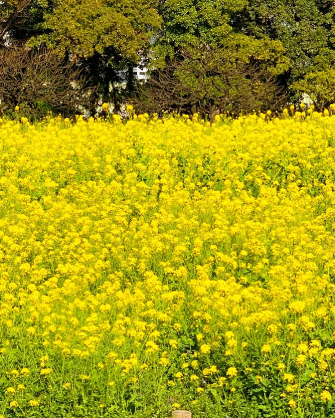 越馬千春さんのインスタグラム写真 - (越馬千春Instagram)「. いつかの菜の花畑🌼✨ 綺麗だったな✨ . . 今週末、息子とお家で色んな遊びをしてます。 #おうち時間 楽しみましょう。 . みんなが笑ってお外で遊べる平和な日が 訪れますように、、🌟 #いつかの菜の花畑 #菜の花#息子との時間 #男の子ママ #男の子ママ#ベイビー#👶#赤ちゃん#👨‍👩‍👦#babyboy#赤ちゃんのいる生活 #ママライフ#家族の時間#familydays」3月28日 19時26分 - chiharukoshiba