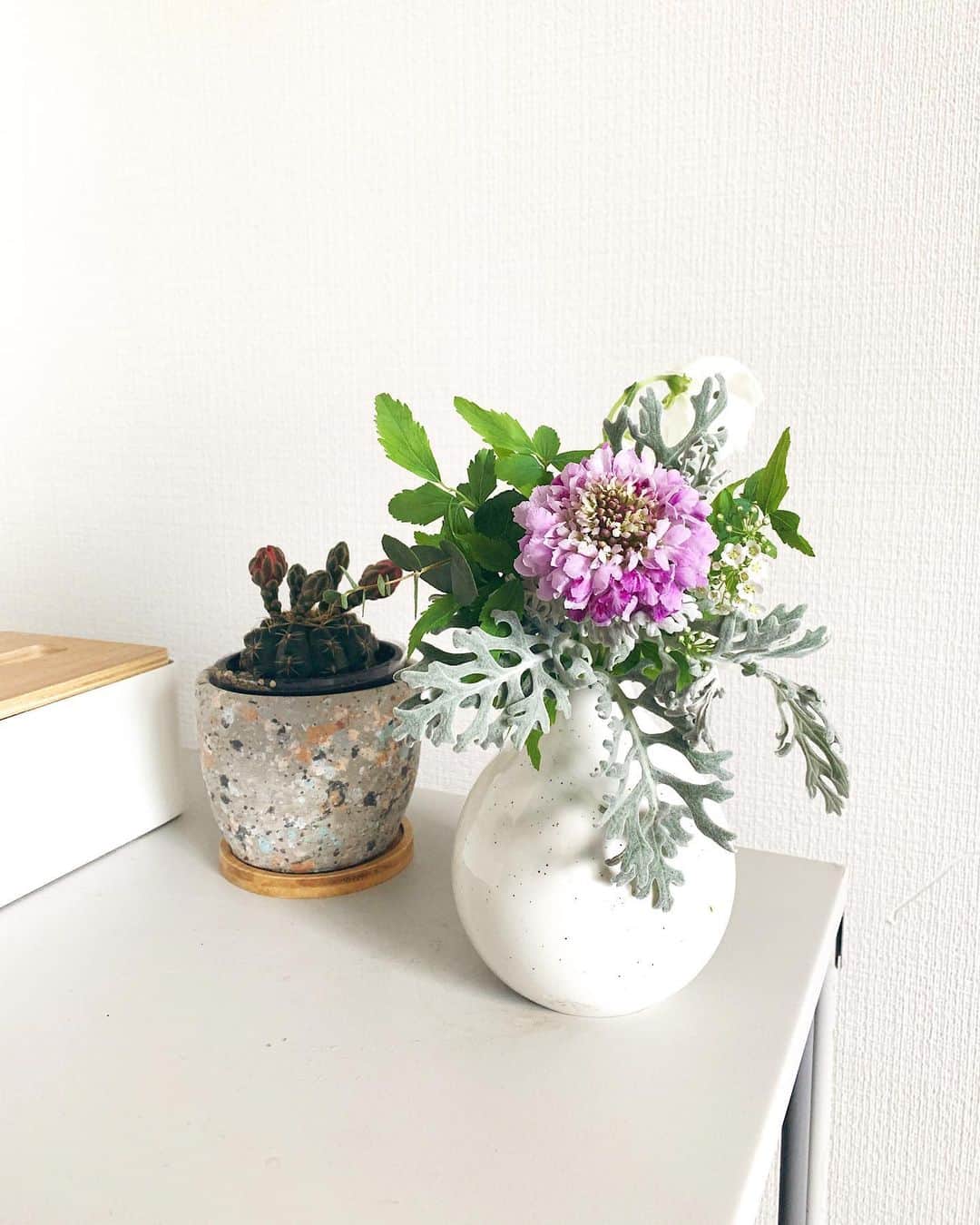 わちみなみのインスタグラム：「ダブルベッド  のコメントや﻿ DMみてるよ😊﻿ みなさん温かいメッセージをありがとうございます。。﻿ ﻿ うちの﻿ おはなとサボテン🌵です﻿ みんなは﻿ なにして過ごしてるの？﻿ ﻿ #わちと花﻿ #サボテン﻿ #おはな #花のある暮らし」