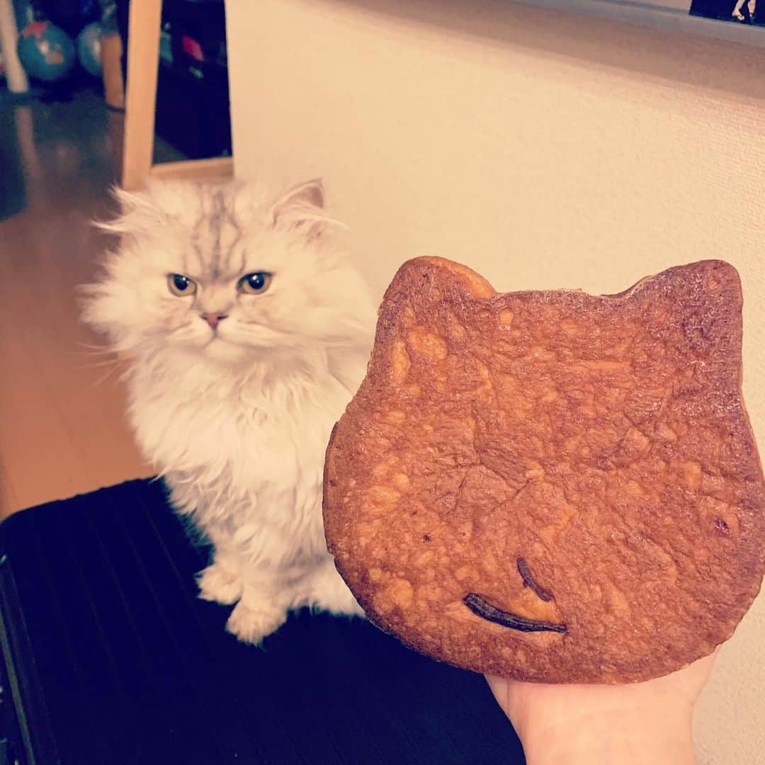 SATOKOさんのインスタグラム写真 - (SATOKOInstagram)「#ねこねこ食パン #と猫 #と犬 #犬と猫どっちも飼ってると毎日たのしい #sheesha #magiyoo #パン美味しい #おうちごはん」3月28日 19時35分 - fc_satoko
