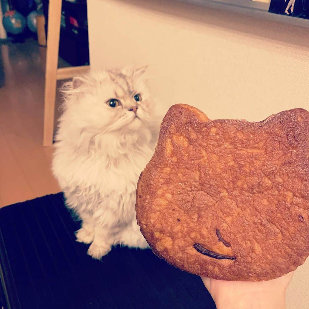 SATOKOさんのインスタグラム写真 - (SATOKOInstagram)「#ねこねこ食パン #と猫 #と犬 #犬と猫どっちも飼ってると毎日たのしい #sheesha #magiyoo #パン美味しい #おうちごはん」3月28日 19時35分 - fc_satoko