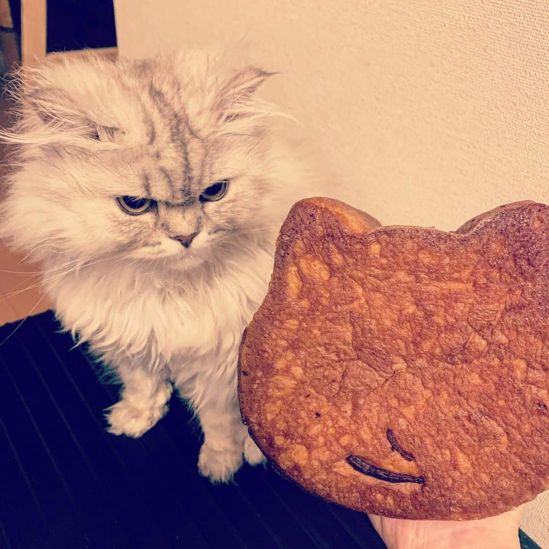 SATOKOさんのインスタグラム写真 - (SATOKOInstagram)「#ねこねこ食パン #と猫 #と犬 #犬と猫どっちも飼ってると毎日たのしい #sheesha #magiyoo #パン美味しい #おうちごはん」3月28日 19時35分 - fc_satoko