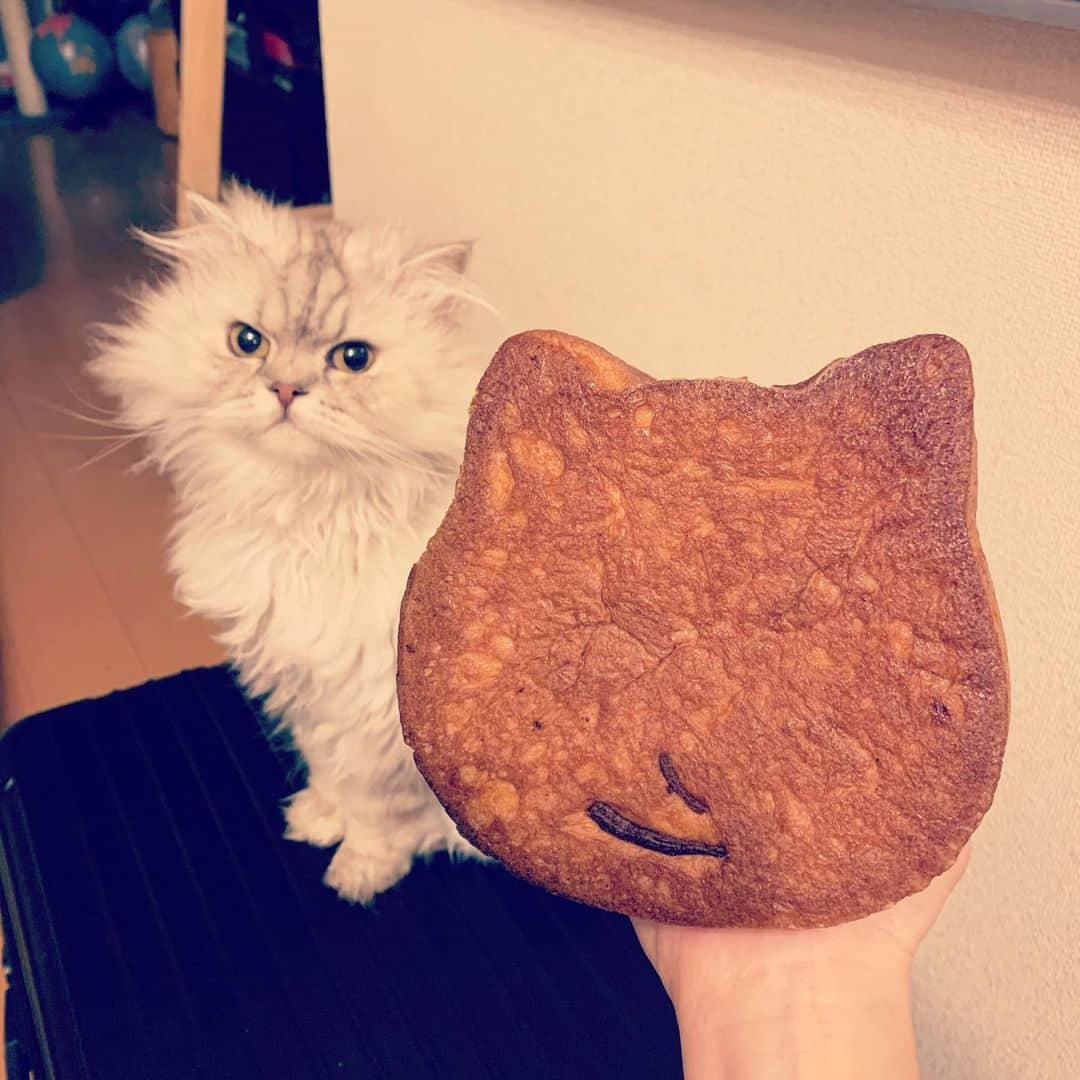 SATOKOさんのインスタグラム写真 - (SATOKOInstagram)「#ねこねこ食パン #と猫 #と犬 #犬と猫どっちも飼ってると毎日たのしい #sheesha #magiyoo #パン美味しい #おうちごはん」3月28日 19時35分 - fc_satoko