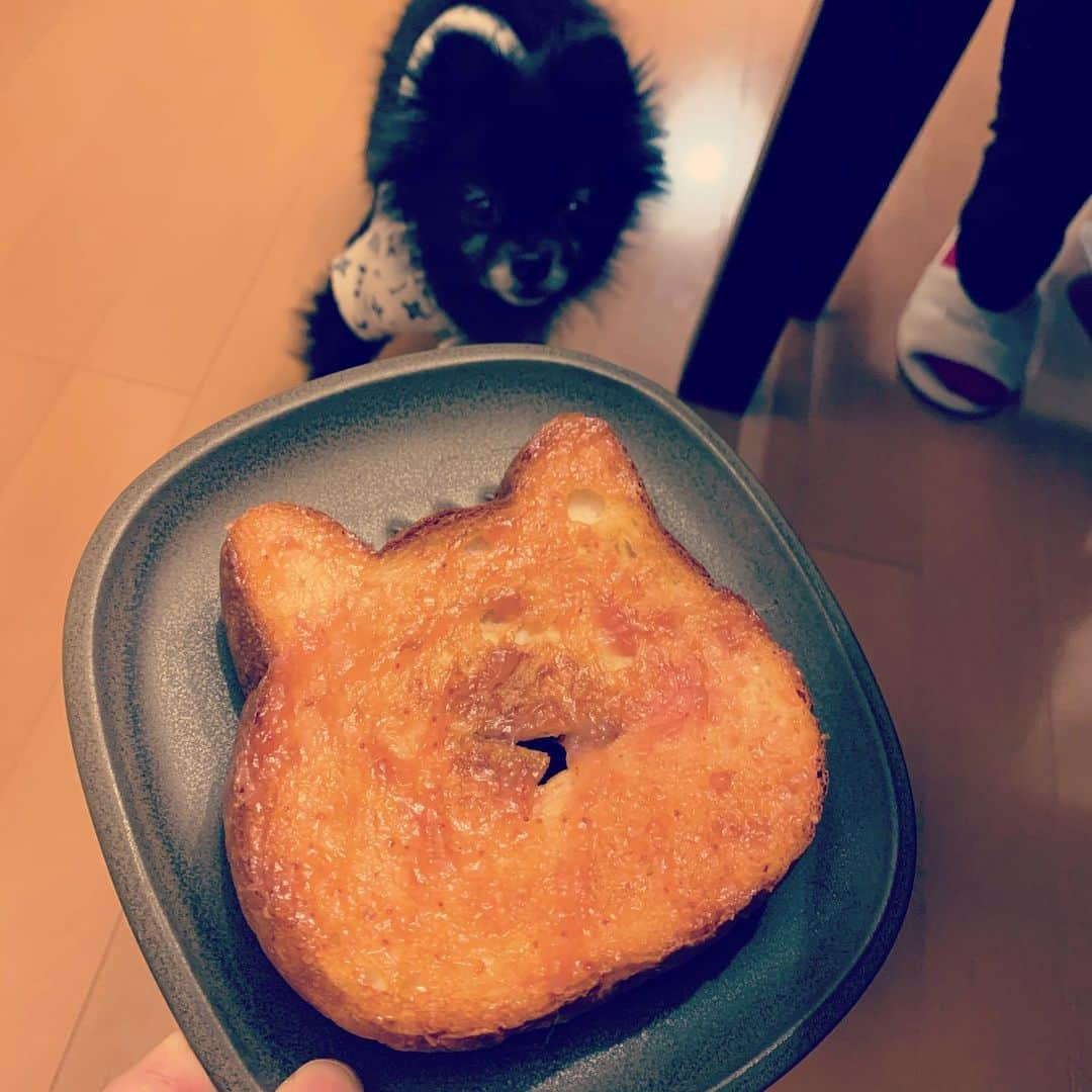 SATOKOさんのインスタグラム写真 - (SATOKOInstagram)「#ねこねこ食パン #と猫 #と犬 #犬と猫どっちも飼ってると毎日たのしい #sheesha #magiyoo #パン美味しい #おうちごはん」3月28日 19時35分 - fc_satoko