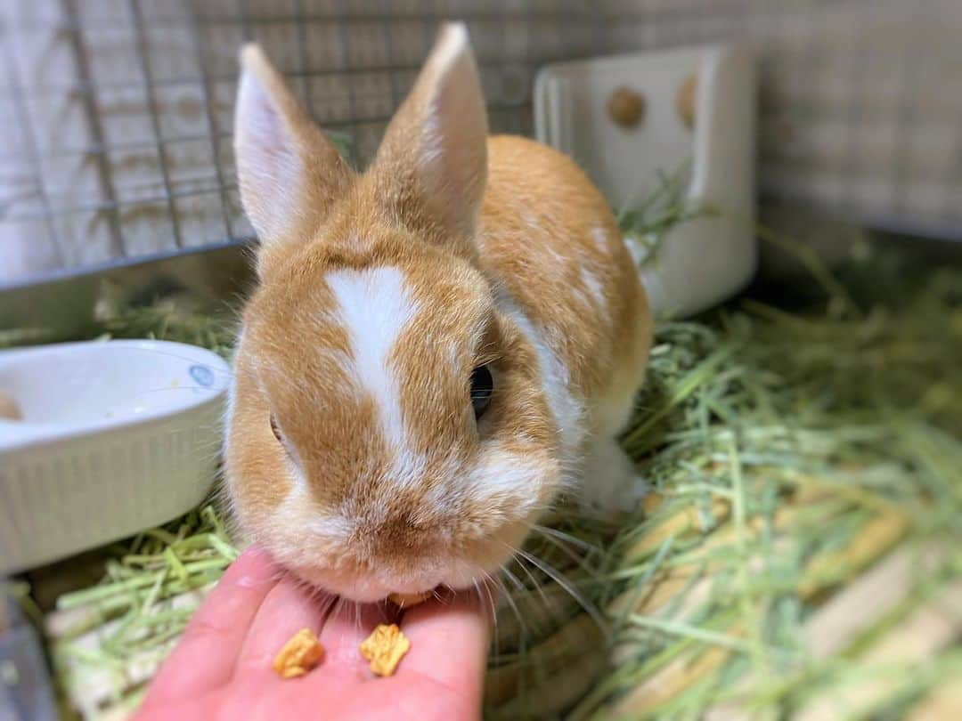 BUNNY?TUNA? さんのインスタグラム写真 - (BUNNY?TUNA? Instagram)「2020/3/28🍎 またもや久しぶりの投稿になってしまいましたが、ツナはお元気です😚 世の中大変な状況ですが、ツナは変わらず可愛くて癒されます🐰 早くよい方向に向かいますように〜🙏🏻💦 . #乾燥りんご食べて免疫アップ#よく寝てよく食べる#癒し #ネザーランドドワーフ#ツナ#TUNA#うさぎ#ふわもこ部#うさぎ部#うさぎのしっぽ#ペット#netherlanddwarf#bunnystagram#rabbit#lapin#cutebunny#bunnylove#bunnies#pet#petgram#rabbitstagram#japan#kawaii#weeklyfluff#cutepetclub#instapets#instabunnies#animallovers」3月28日 20時01分 - bunny_tuna