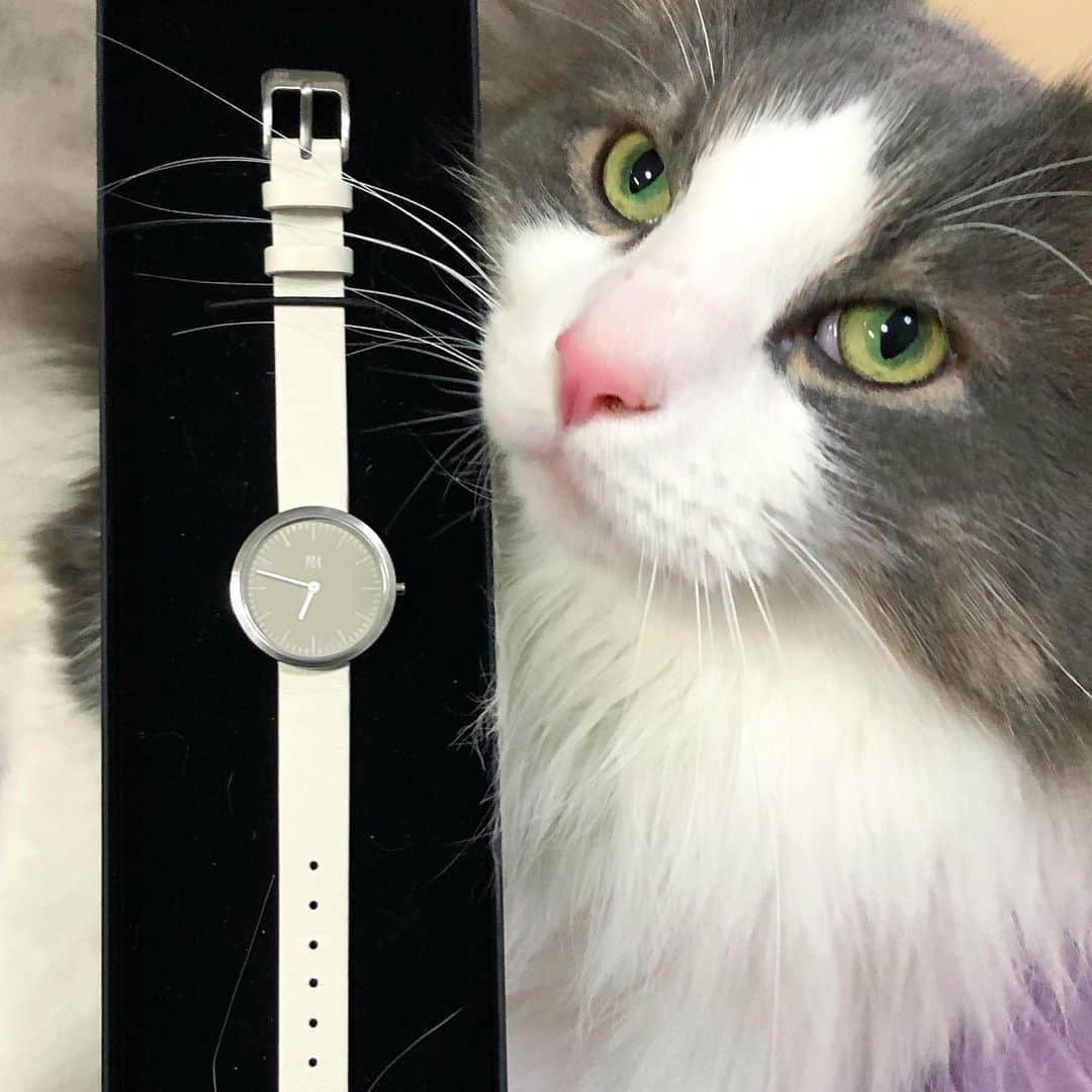 Sagiri Kitayamaさんのインスタグラム写真 - (Sagiri KitayamaInstagram)「春の装いにもピッタリ💖シンプルでオシャレな #mavenwatches の腕時計⌚️✨｢ARTISAN｣｢MINIMALIST｣シリーズより、28mmフェイスが登場しました🥰定番の34mmフェイスに比べてひと回り小さいので、女性らしく華奢な印象になりますﾖ💕他にも素敵なデザインが沢山あるので、チェックしてみて下さいね 🌟クーポンコード【 rerer316 】ご使用で10%offになります！！ #mavenwatches  #マベン  #マベンウォッチズ #時計 #腕時計 #手元倶楽部 #ニャイドル祭 #にゃんファーday  #ノルウェージャンフォレストキャット #ノルウェージャン #norwegianforestcat  #norwegian #ラグドール #ragdoll #ねこ #猫 #cat #cats #catstagram #catinstagram #catlover #catsofinstagram #instacat」3月28日 20時03分 - rererurerurela