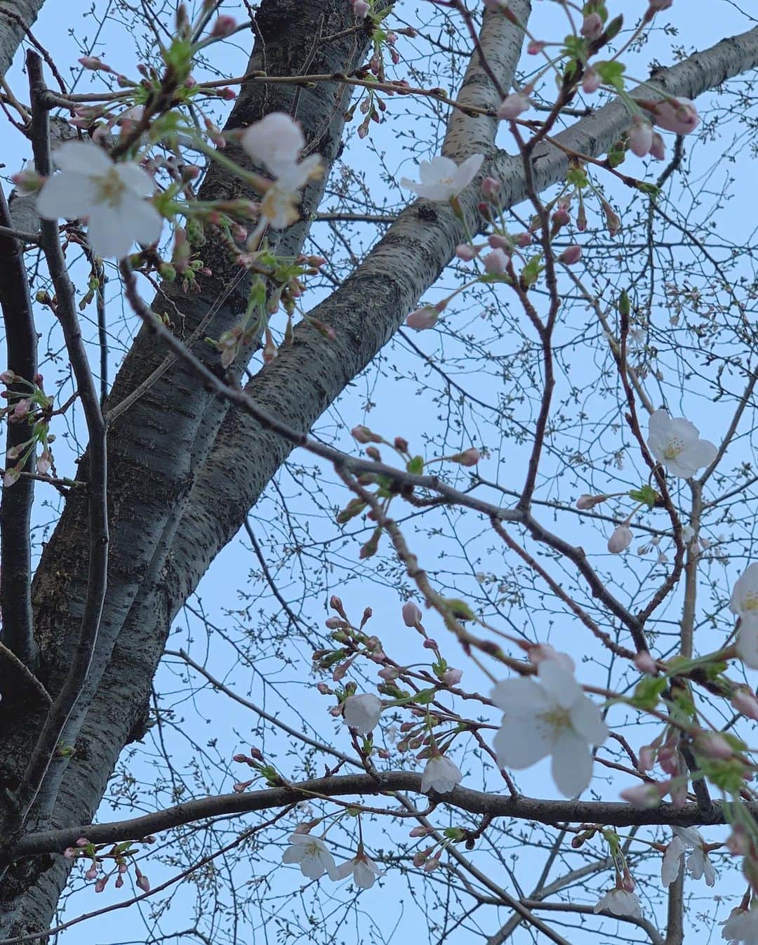 内田眞由美さんのインスタグラム写真 - (内田眞由美Instagram)「🌸Fever 天気良い時に撮り溜めました。 もう新しい葉が出ているところもありました🍃はやいですね」3月28日 20時06分 - mayumi_mmm_