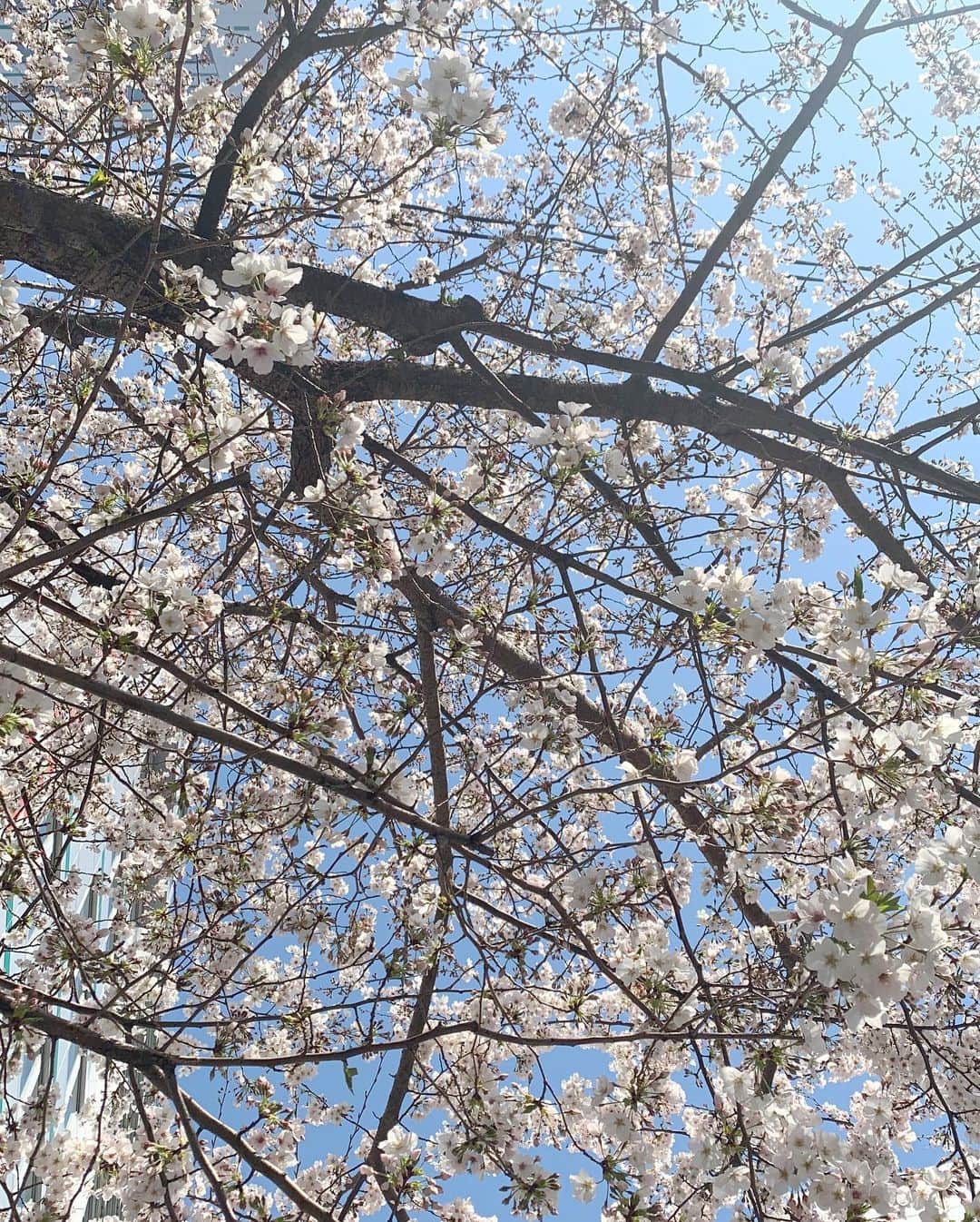 内田眞由美さんのインスタグラム写真 - (内田眞由美Instagram)「🌸Fever 天気良い時に撮り溜めました。 もう新しい葉が出ているところもありました🍃はやいですね」3月28日 20時06分 - mayumi_mmm_