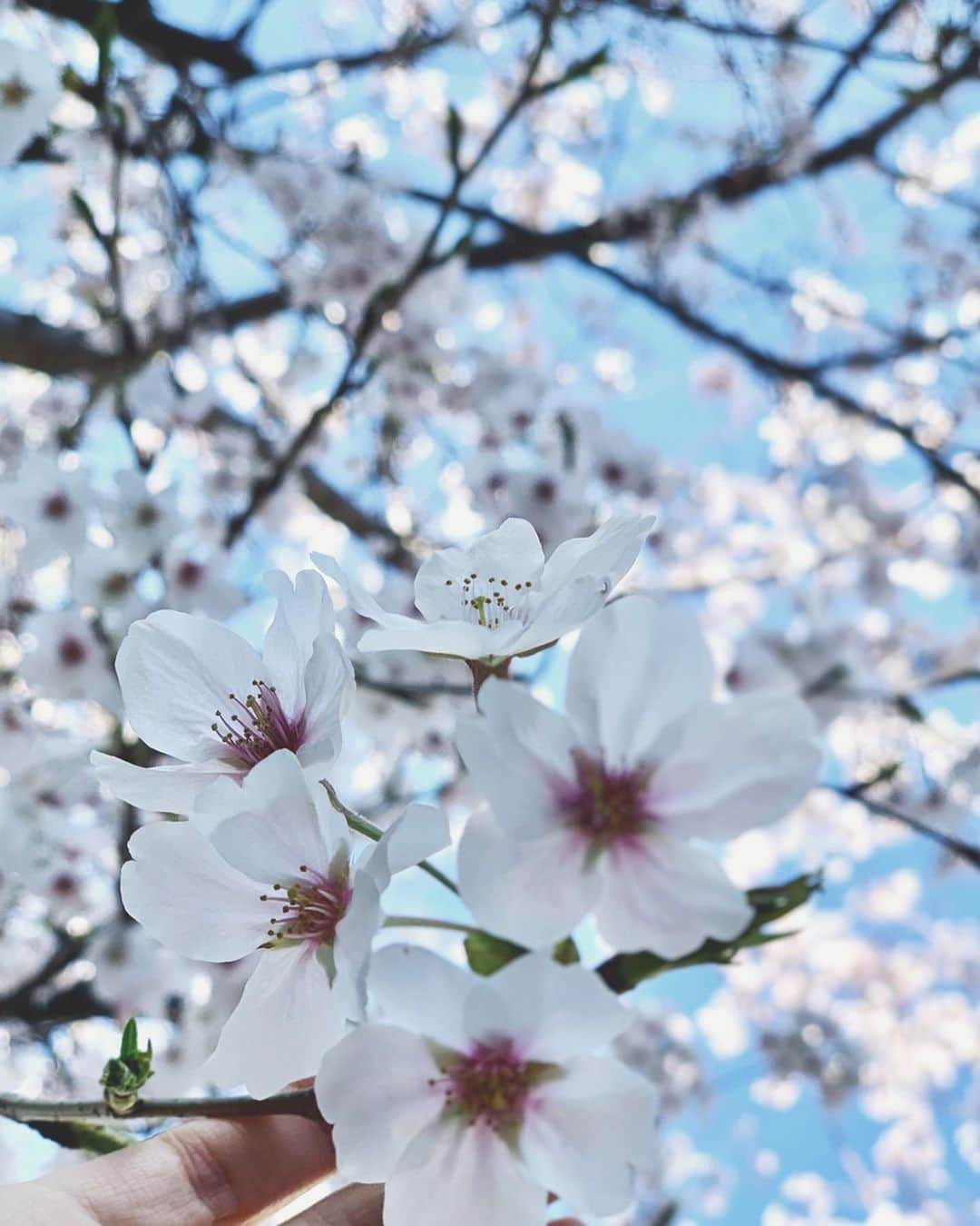 内田眞由美さんのインスタグラム写真 - (内田眞由美Instagram)「🌸Fever 天気良い時に撮り溜めました。 もう新しい葉が出ているところもありました🍃はやいですね」3月28日 20時06分 - mayumi_mmm_