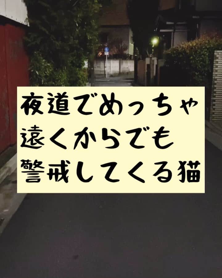 たいゆうきのインスタグラム：「タイの 動物あるあるモノマネ 「夜道でめっちゃ遠くからでも警戒してくる猫」  #タイ動物 #動物 #あるある #ものまね  #猫 #cat  #もふもふ  #夜 #野良猫」