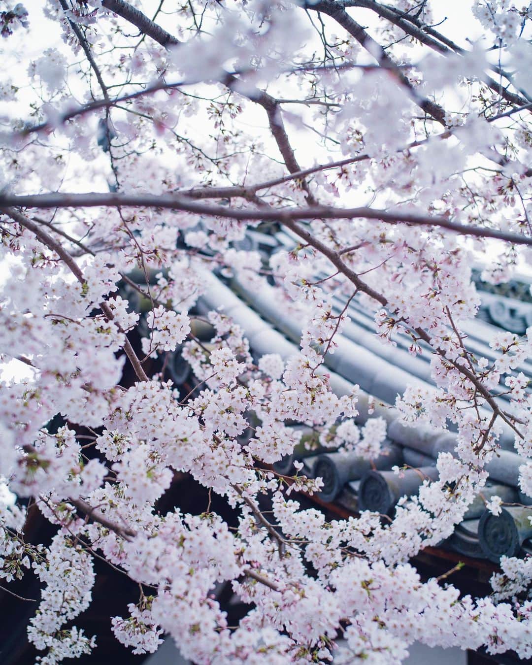 清水寺さんのインスタグラム写真 - (清水寺Instagram)「2020.3.28」3月28日 20時35分 - feel_kiyomizudera