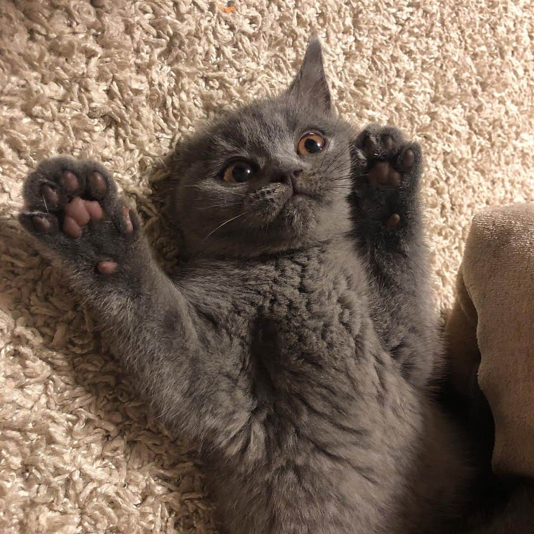 樹麗のインスタグラム：「NetflixとAmazonプライムとTVerとFOD祭り🐾 #週末 #おうち時間」