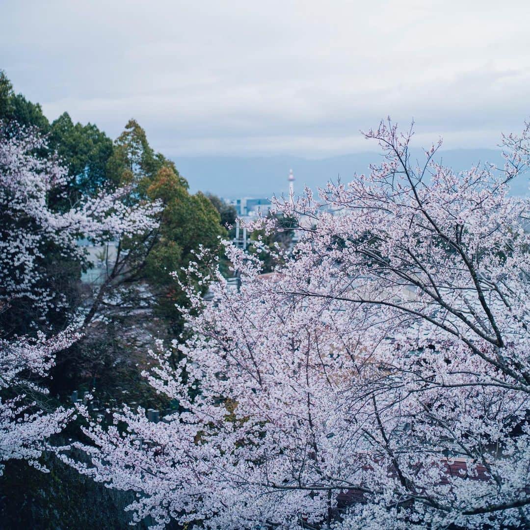 清水寺さんのインスタグラム写真 - (清水寺Instagram)「2020.3.28」3月28日 20時28分 - feel_kiyomizudera