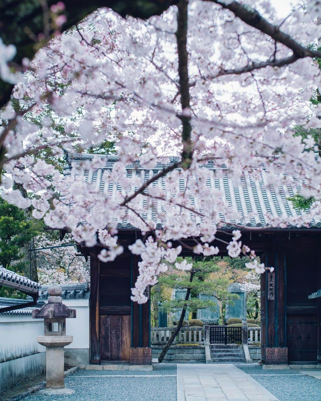 清水寺さんのインスタグラム写真 - (清水寺Instagram)「2020.3.28」3月28日 20時31分 - feel_kiyomizudera