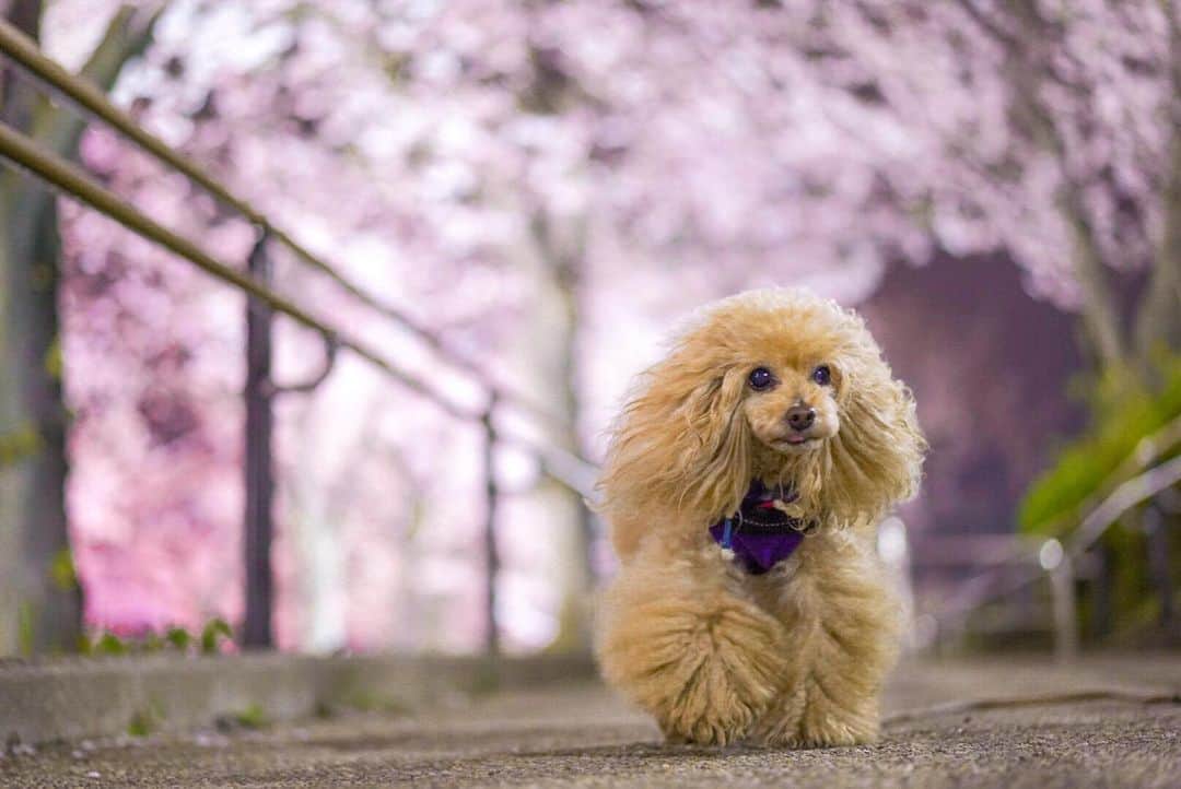 Toypoodle Mikuru?Asakusa Tokyoのグルメインスタ