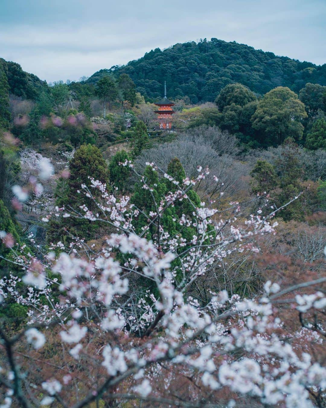 清水寺さんのインスタグラム写真 - (清水寺Instagram)「2020.3.28」3月28日 20時32分 - feel_kiyomizudera