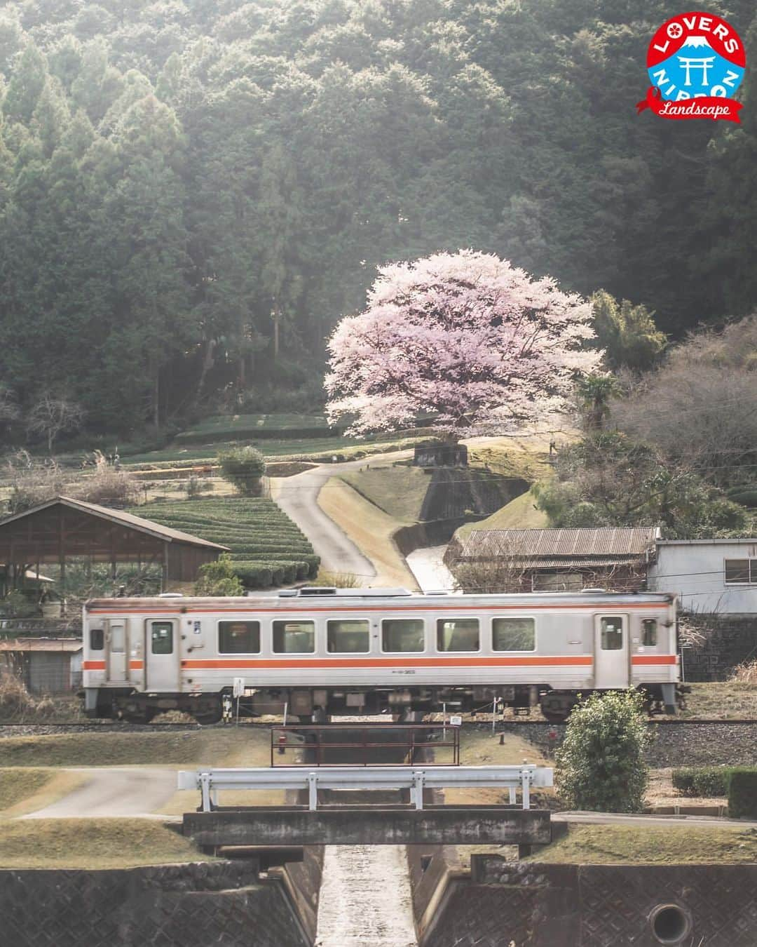 Only Japanese photographsさんのインスタグラム写真 - (Only Japanese photographsInstagram)「🇯🇵Today's best photo of Japan🇯🇵 Featured Artist : 🏆@r.w0407 🏆 Featured tag : #Lovers_Nippon Location : 三重県 (mie, Japan) Photo selected : @alyssa_4190 ￣￣￣￣￣￣￣￣￣￣￣￣￣￣￣￣￣￣￣￣ 『お願い』  都道府県のみでも結構ですので必ず国内の撮影場所を明記ください。 風景【 #Lovers_Nippon 】 ポートレート【 #Lovers_Nippon_Portrait 】 アート【 #Lovers_Nippon_Artistic 】 ￣￣￣￣￣￣￣￣￣￣￣￣￣￣￣￣￣￣￣￣」3月28日 20時41分 - lovers_nippon