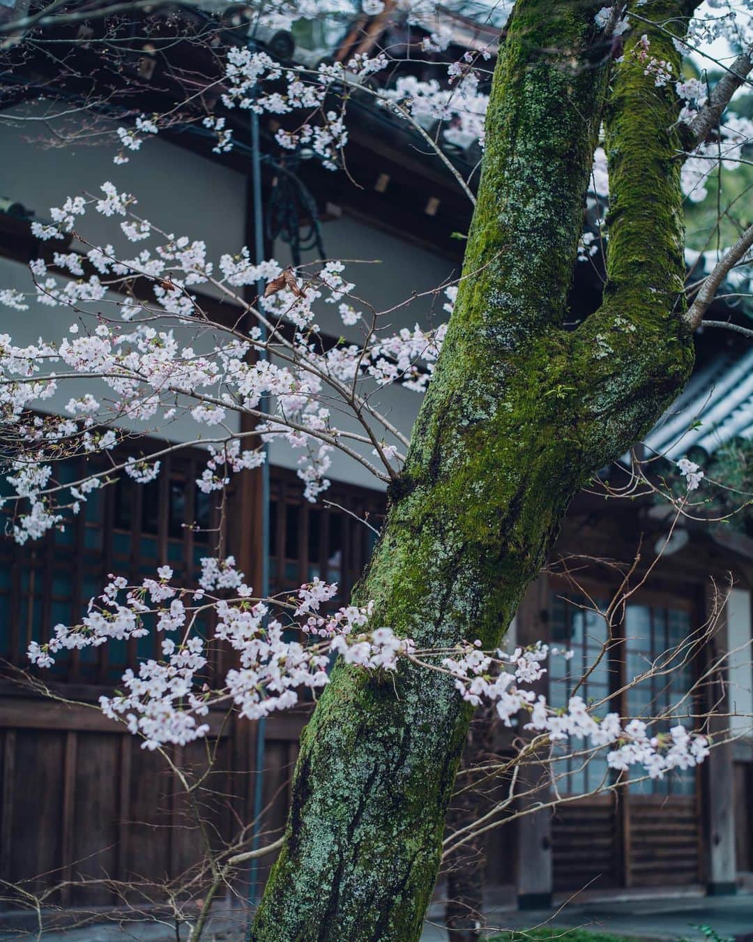 清水寺さんのインスタグラム写真 - (清水寺Instagram)「2020.3.28」3月28日 20時41分 - feel_kiyomizudera