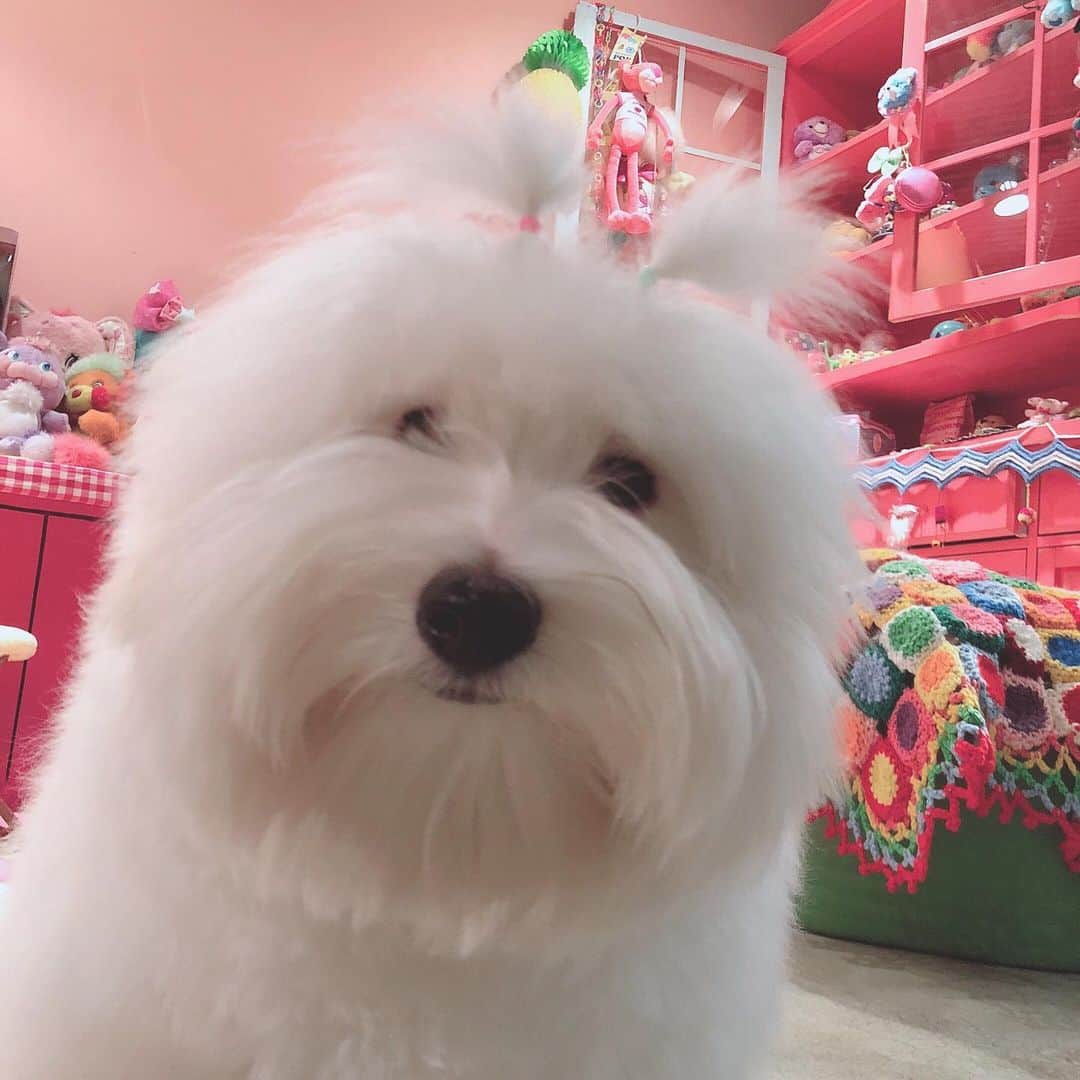 チョンダヨン（Jungdayeon）さんのインスタグラム写真 - (チョンダヨン（Jungdayeon）Instagram)「집안에 꽃 FUNKY🌸🐾 #mypetloves#funky_be_be#막내강쥐#dogstagram」3月28日 21時14分 - jungdayeon