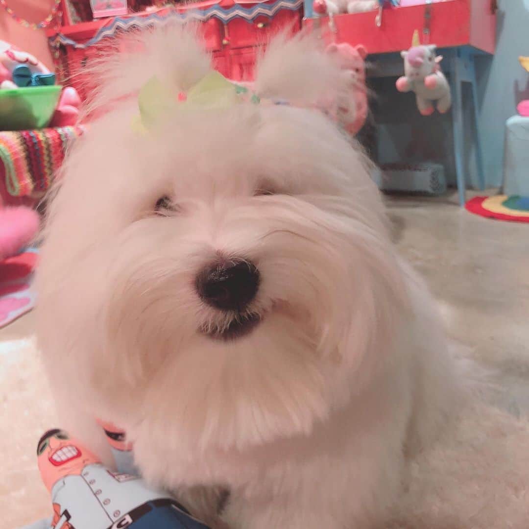 チョンダヨン（Jungdayeon）さんのインスタグラム写真 - (チョンダヨン（Jungdayeon）Instagram)「집안에 꽃 FUNKY🌸🐾 #mypetloves#funky_be_be#막내강쥐#dogstagram」3月28日 21時14分 - jungdayeon