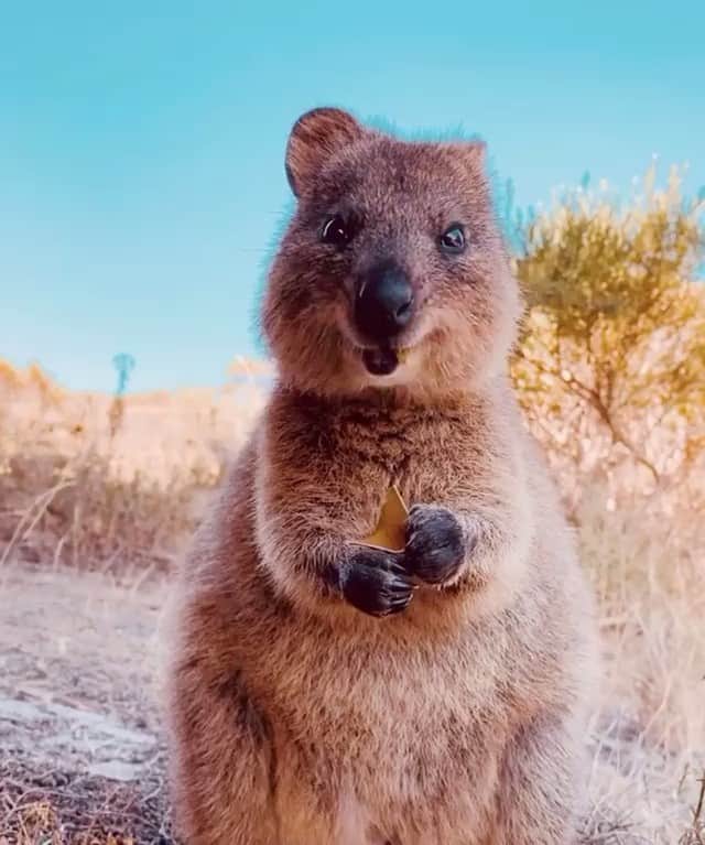 animals.coのインスタグラム：「This little Quokka in Australia is way too cute to handle 😍❤️ | Video by @hobopeeba」