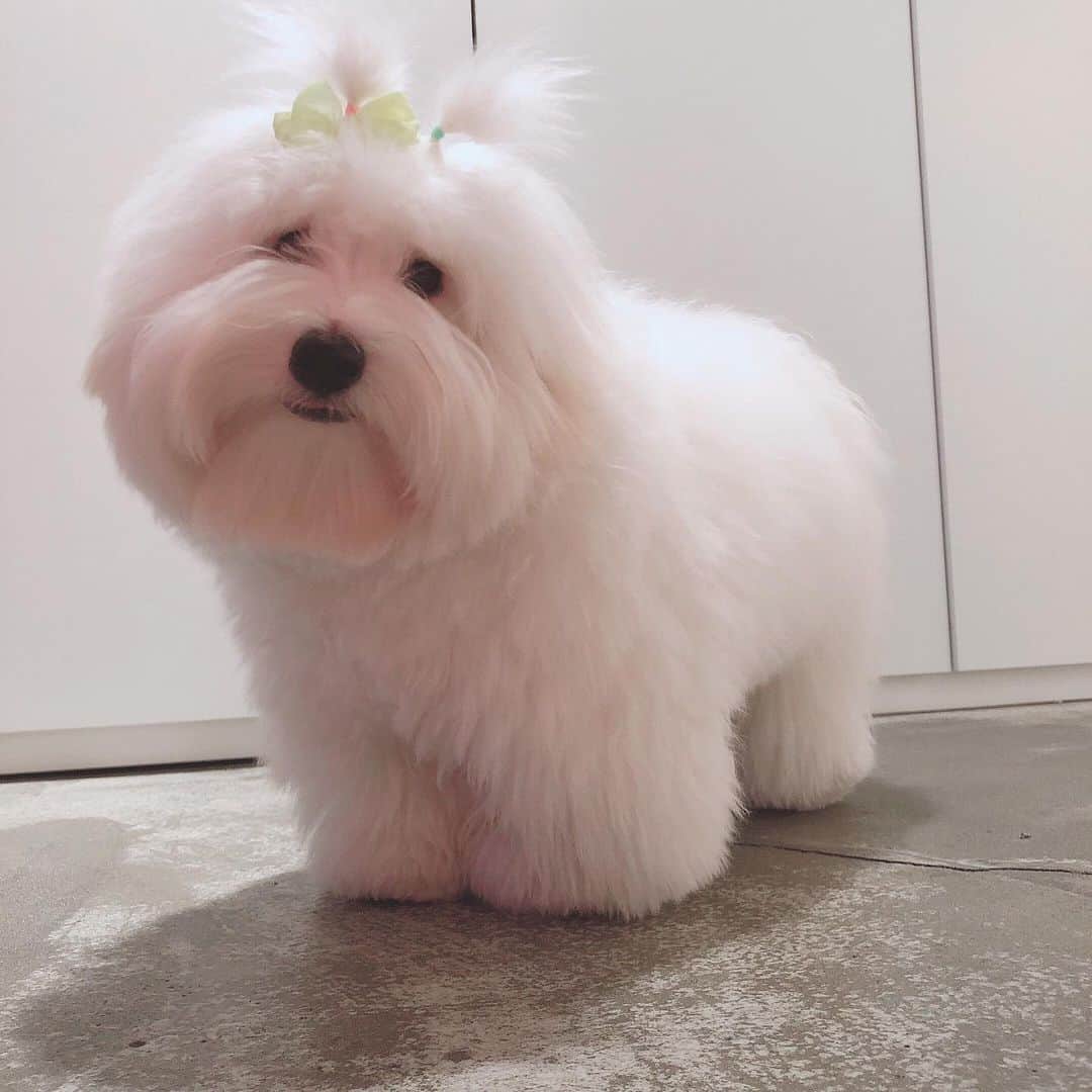 チョンダヨン（Jungdayeon）さんのインスタグラム写真 - (チョンダヨン（Jungdayeon）Instagram)「FUNKY 🍒✨ #많이컸구나 #petstagram #먹는거일등 #doglife#어지르기신동 #막내FUNKY」3月28日 21時27分 - jungdayeon