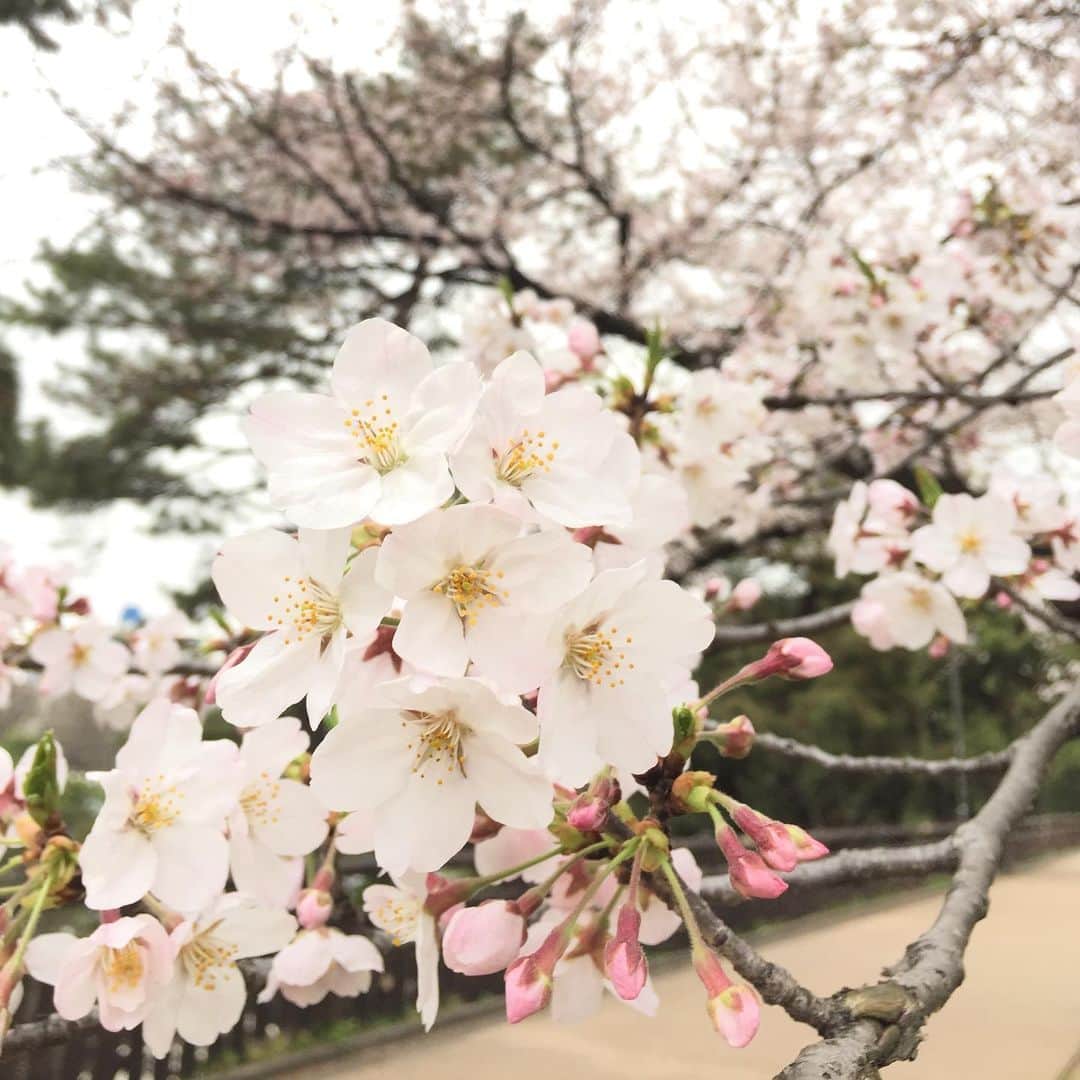 ふかしのインスタグラム：「明日本当に雪降るのだろうか。 #Sakura #桜」