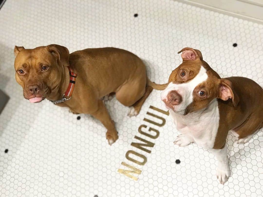 ヒデトレのインスタグラム：「@nongul_salon  @juri0908  @pitbull_family_life」